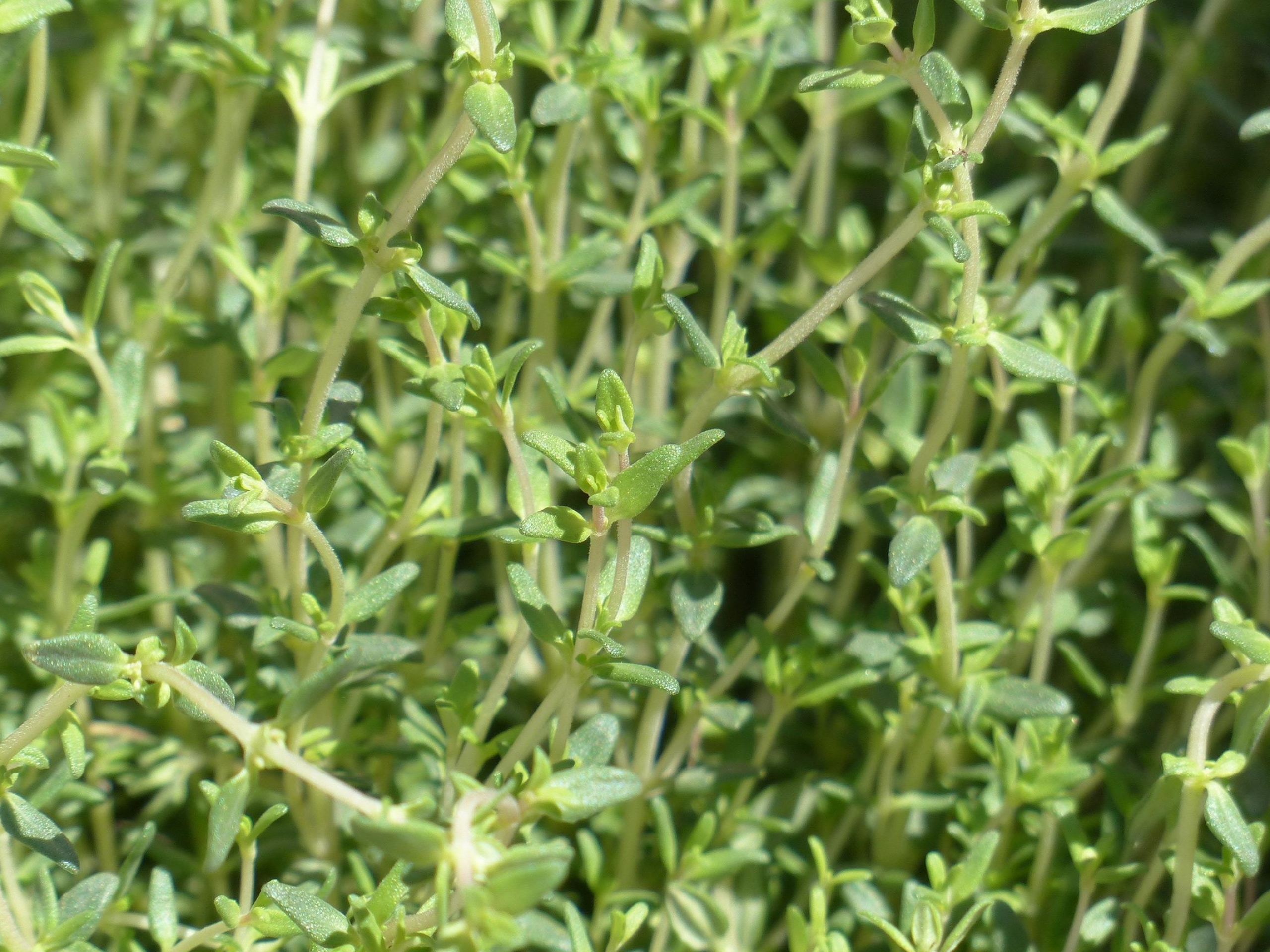 Thyme plant wonders, Growing tips, Fresh herb harvest, Gardening secrets, 2560x1920 HD Desktop
