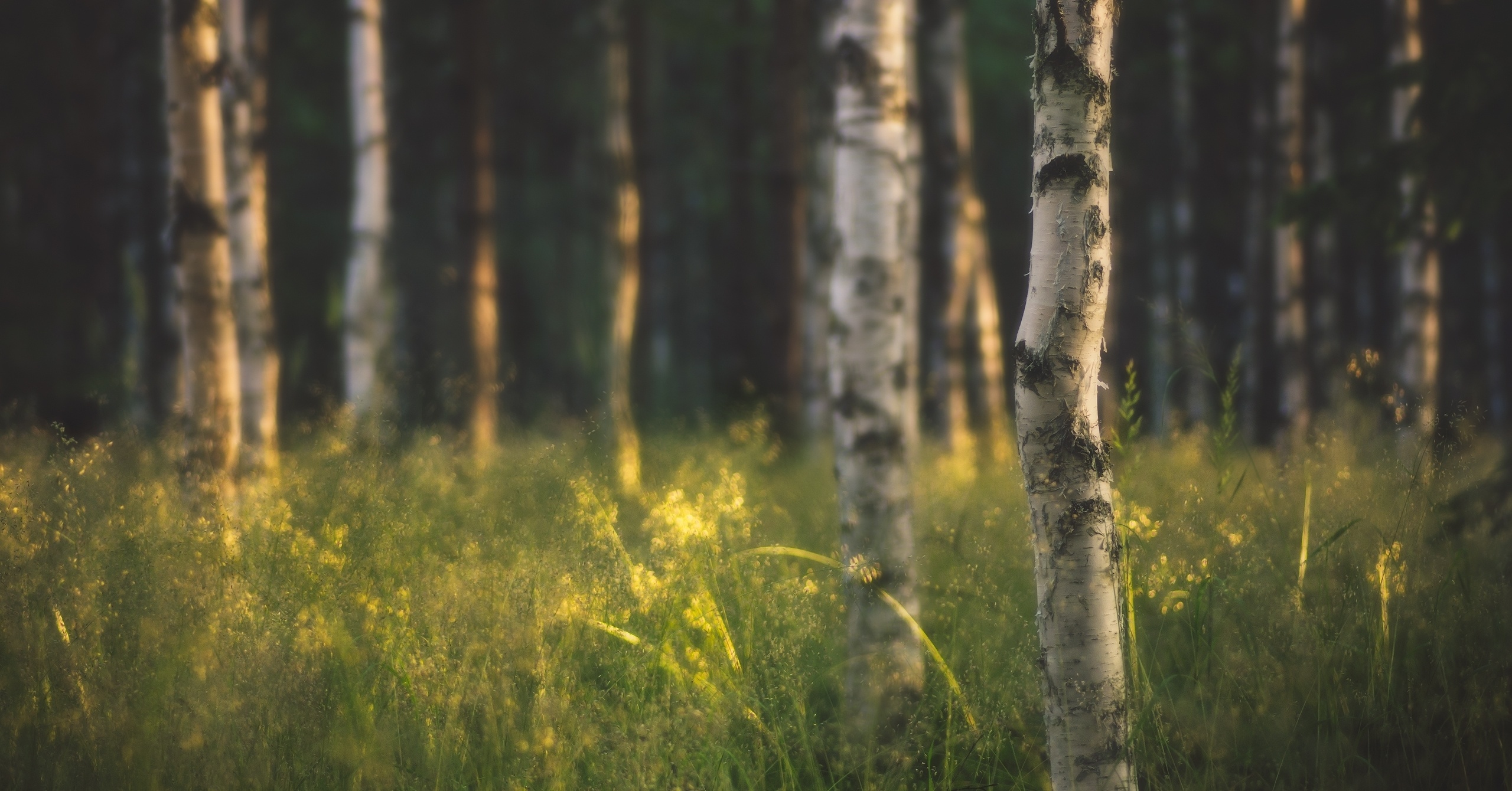 Birch tree desktop wallpapers, Nature wallpapers, 2560x1340 HD Desktop