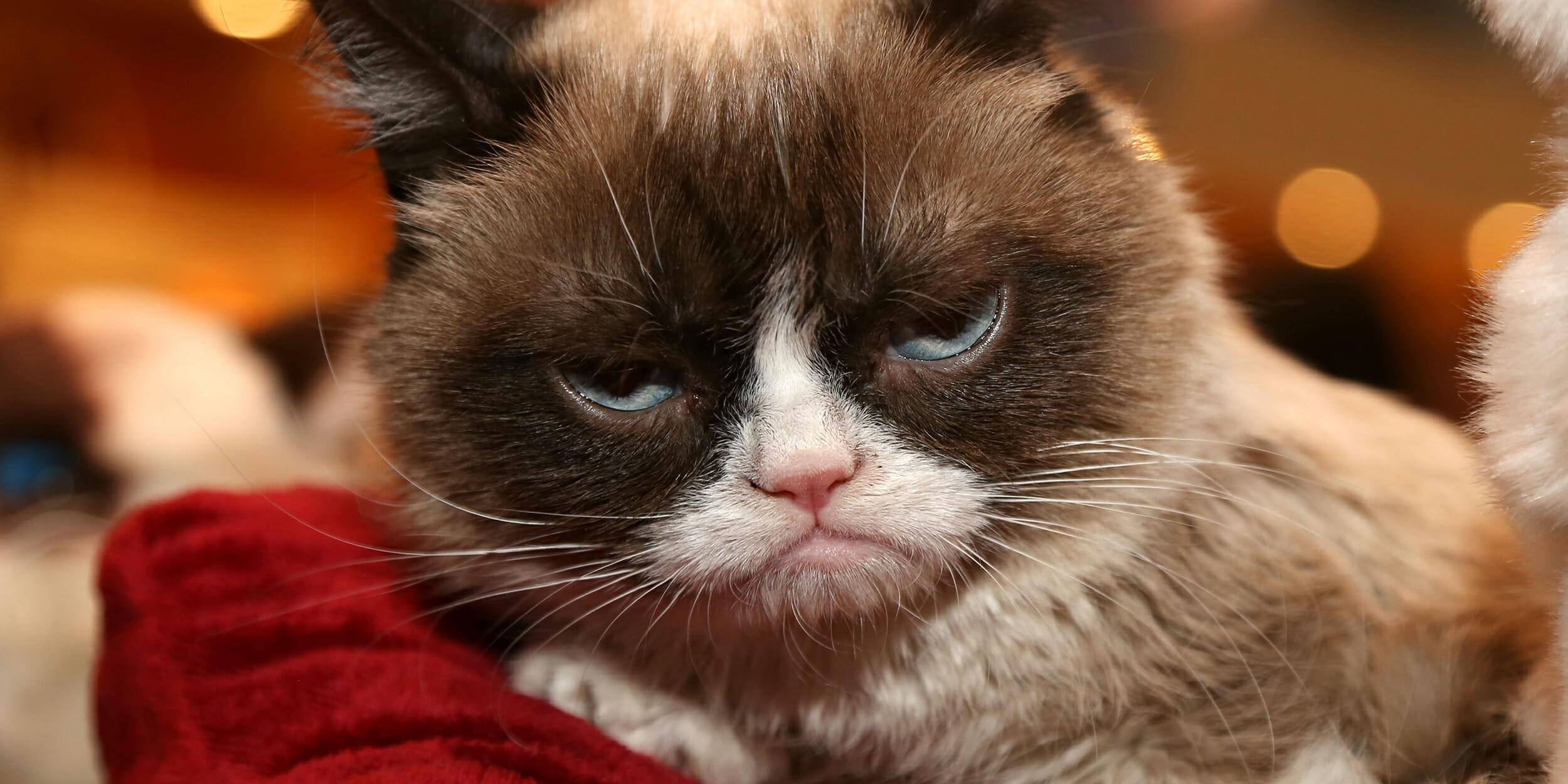 Grumpy Cat, Lawsuit win, Viral stars, Earning big money, 2500x1250 Dual Screen Desktop