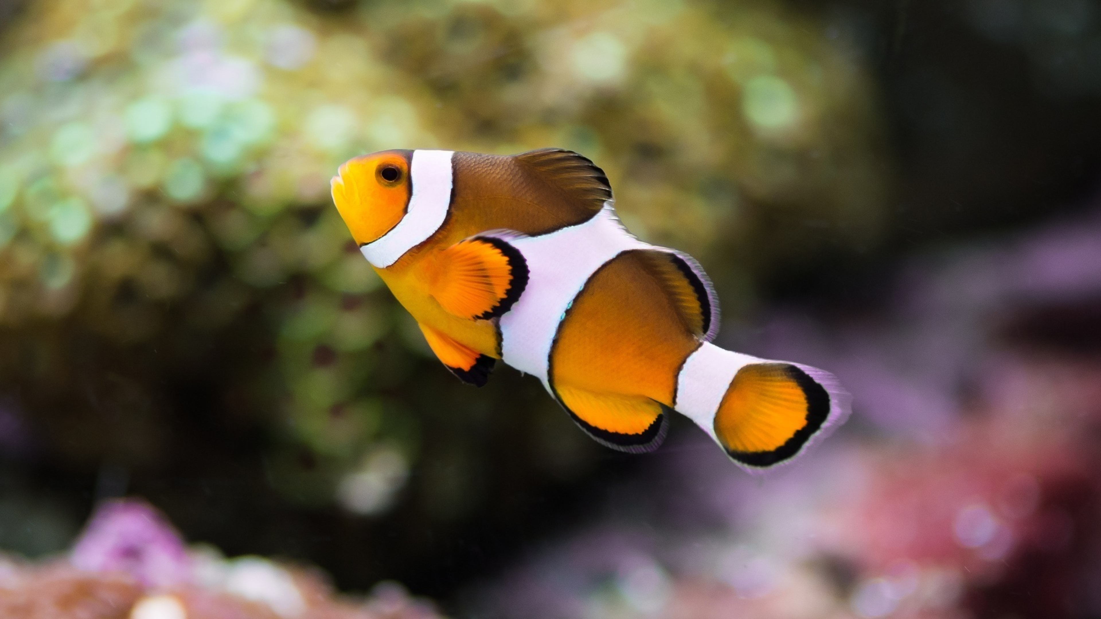Clown Fish, Stunning 4K imagery, Underwater kingdom, Oceanic wonderland, 3840x2160 4K Desktop