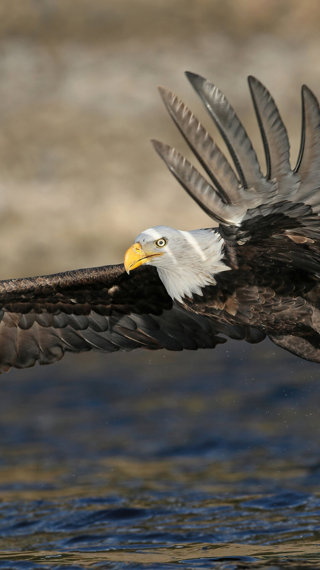 Eagle wallpaper, Captivating imagery, Stunning beauty, Impressive visuals, 1080x1920 Full HD Phone