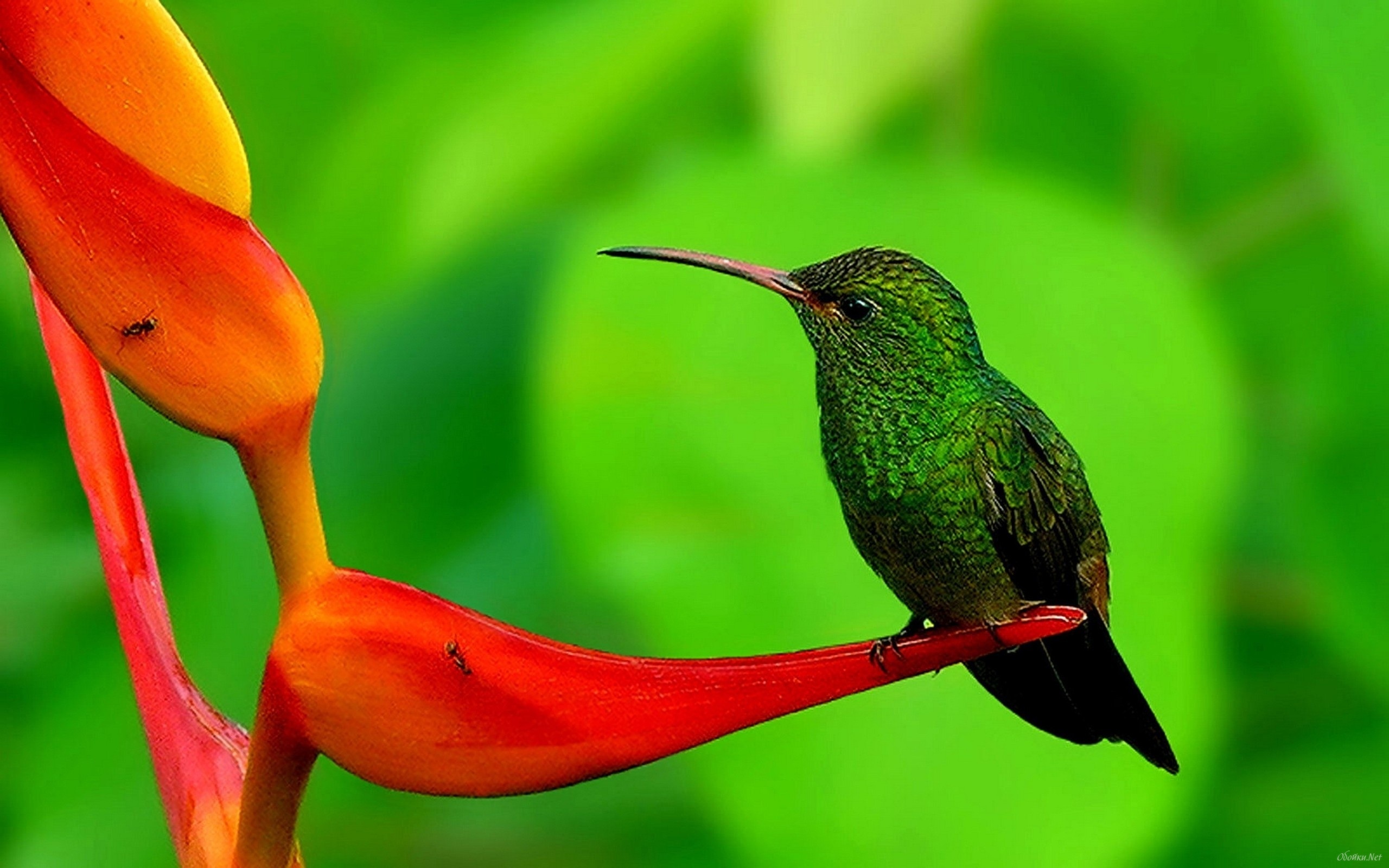 Rufous-tailed, Hummingbirds Wallpaper, 2560x1600 HD Desktop