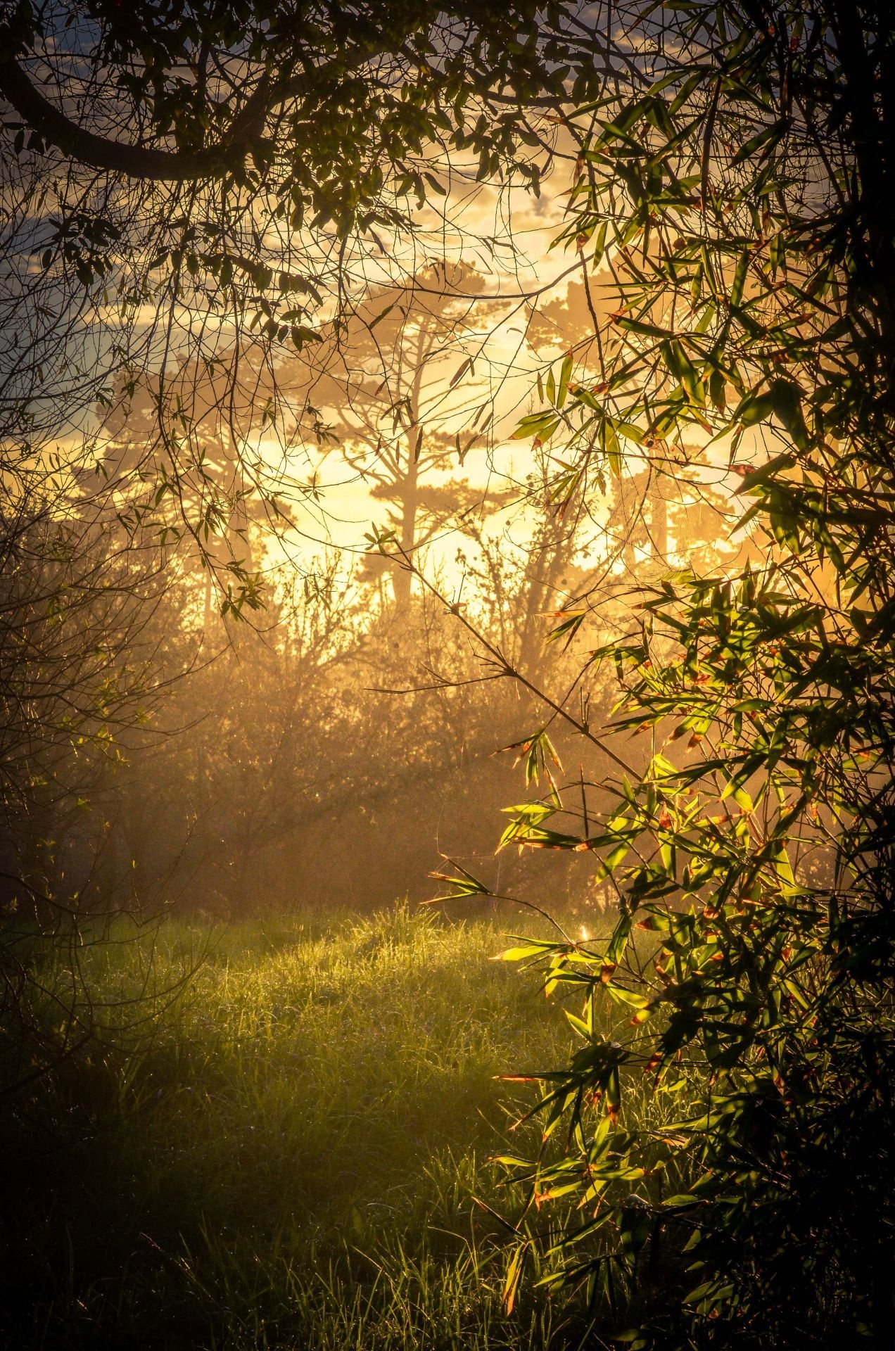 Willow Tree, Royal lounge, Secret garden, Dream-like beauty, 1280x1920 HD Phone