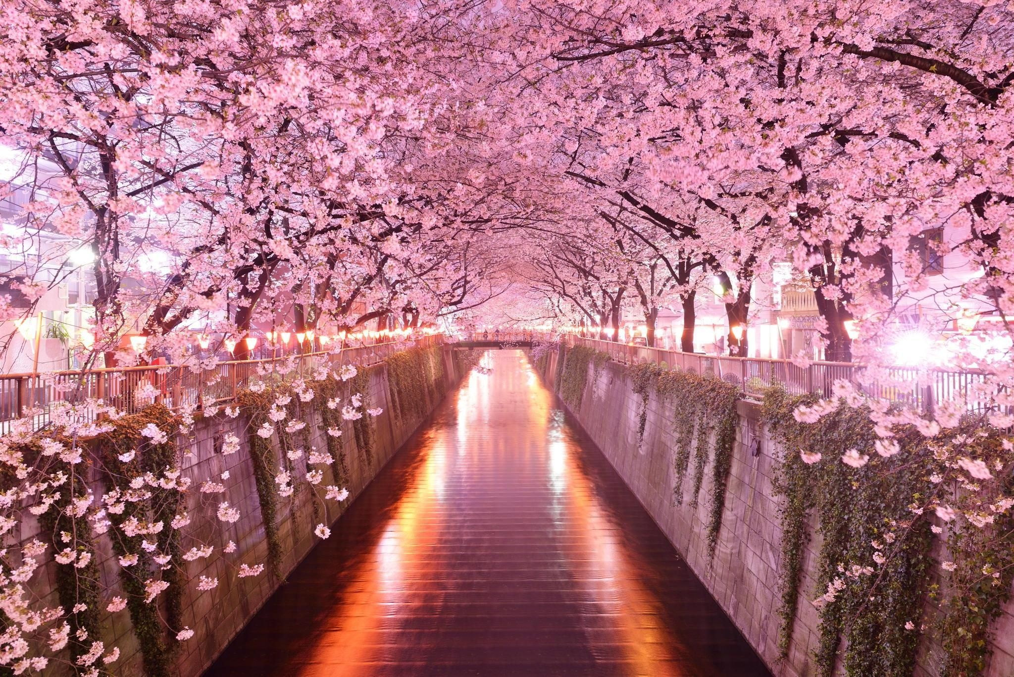 Meguro River cherry blossoms, Yozakura night illumination, Canal lantern reflections, HD Desktop wallpaper