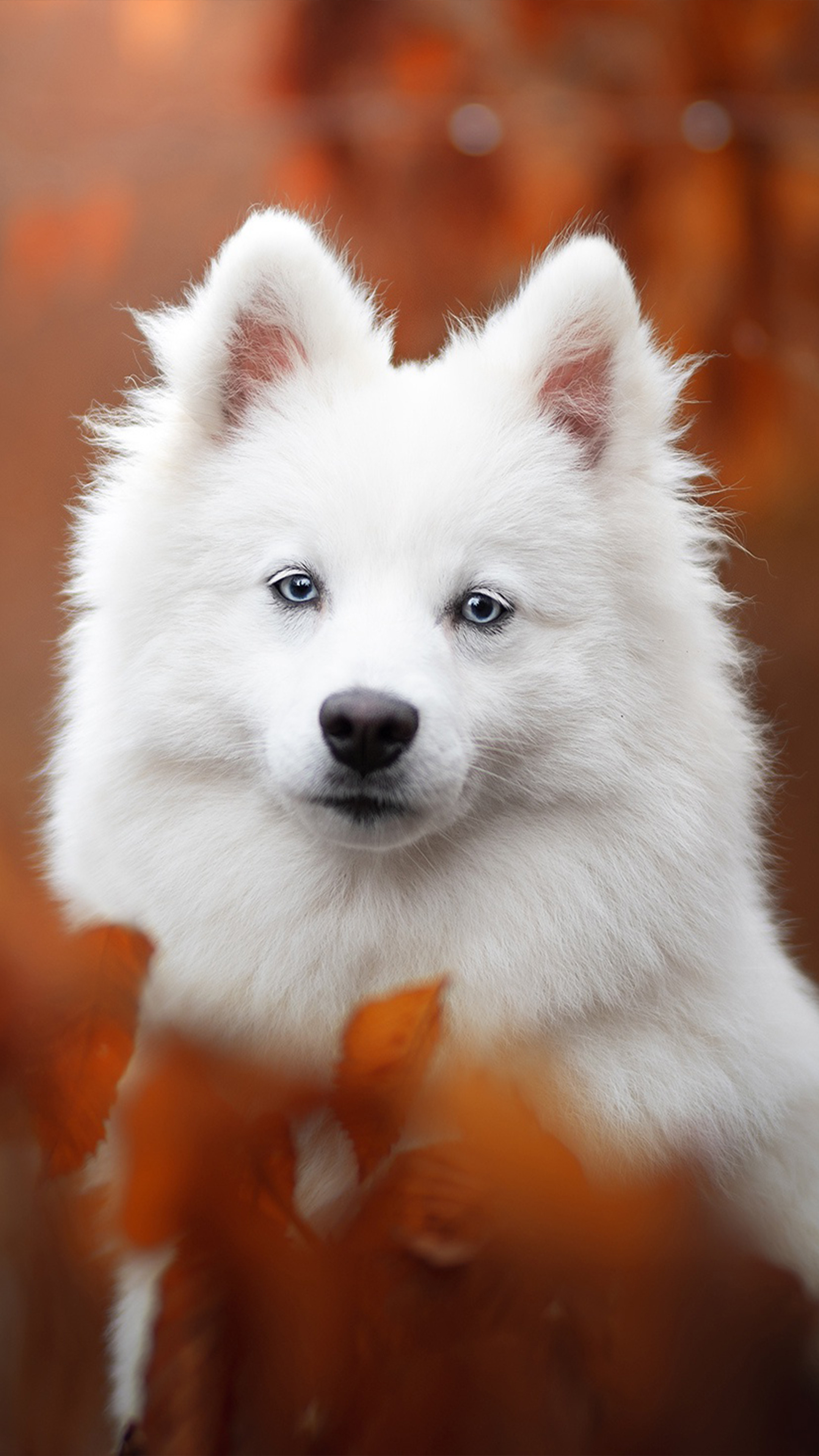 American Eskimo Dog, Pets Wallpaper, 2160x3840 4K Phone