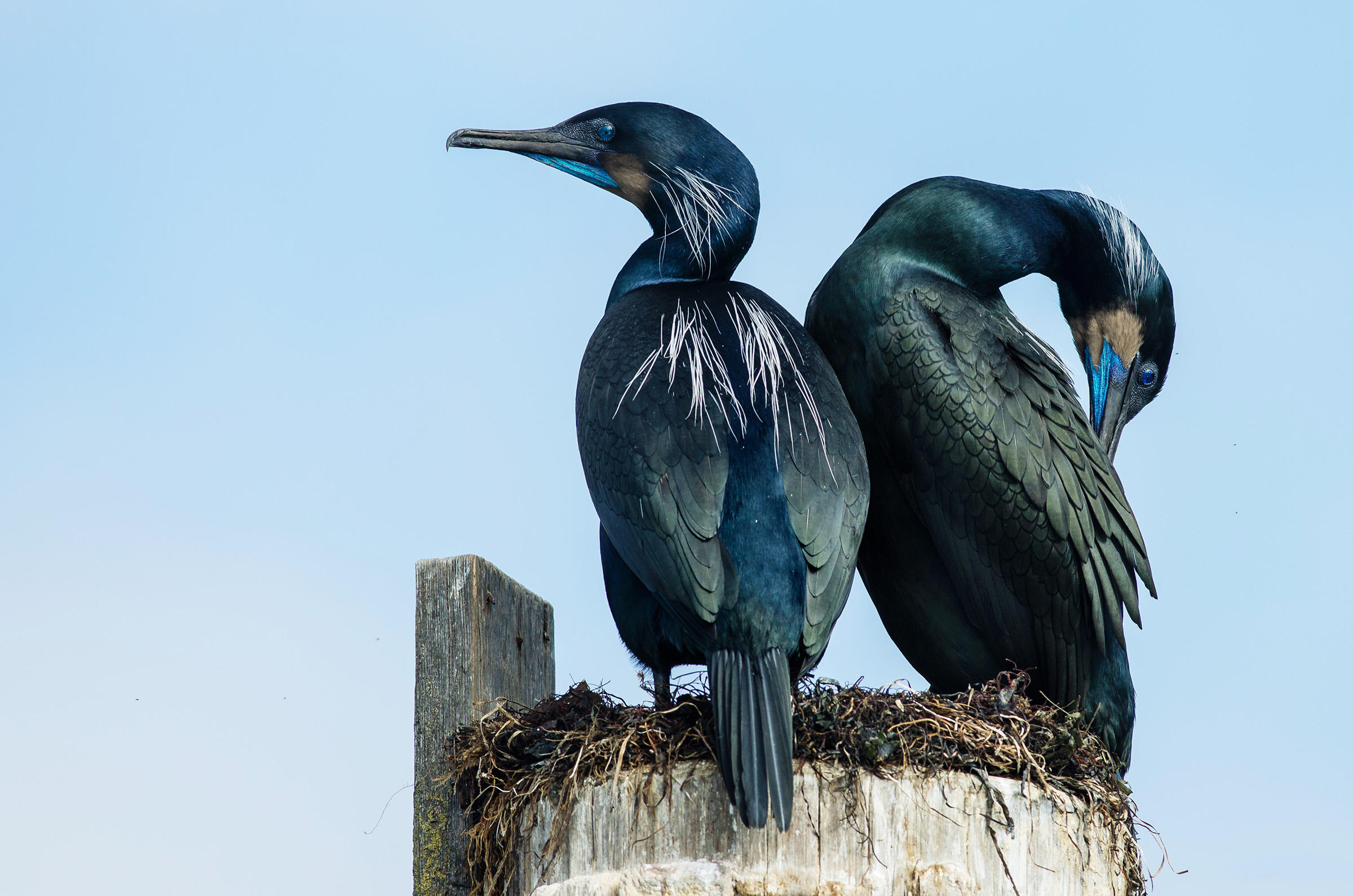 Cormorant photography, Majestic birds, Atmospheric setting, Ethereal beauty, 2400x1590 HD Desktop