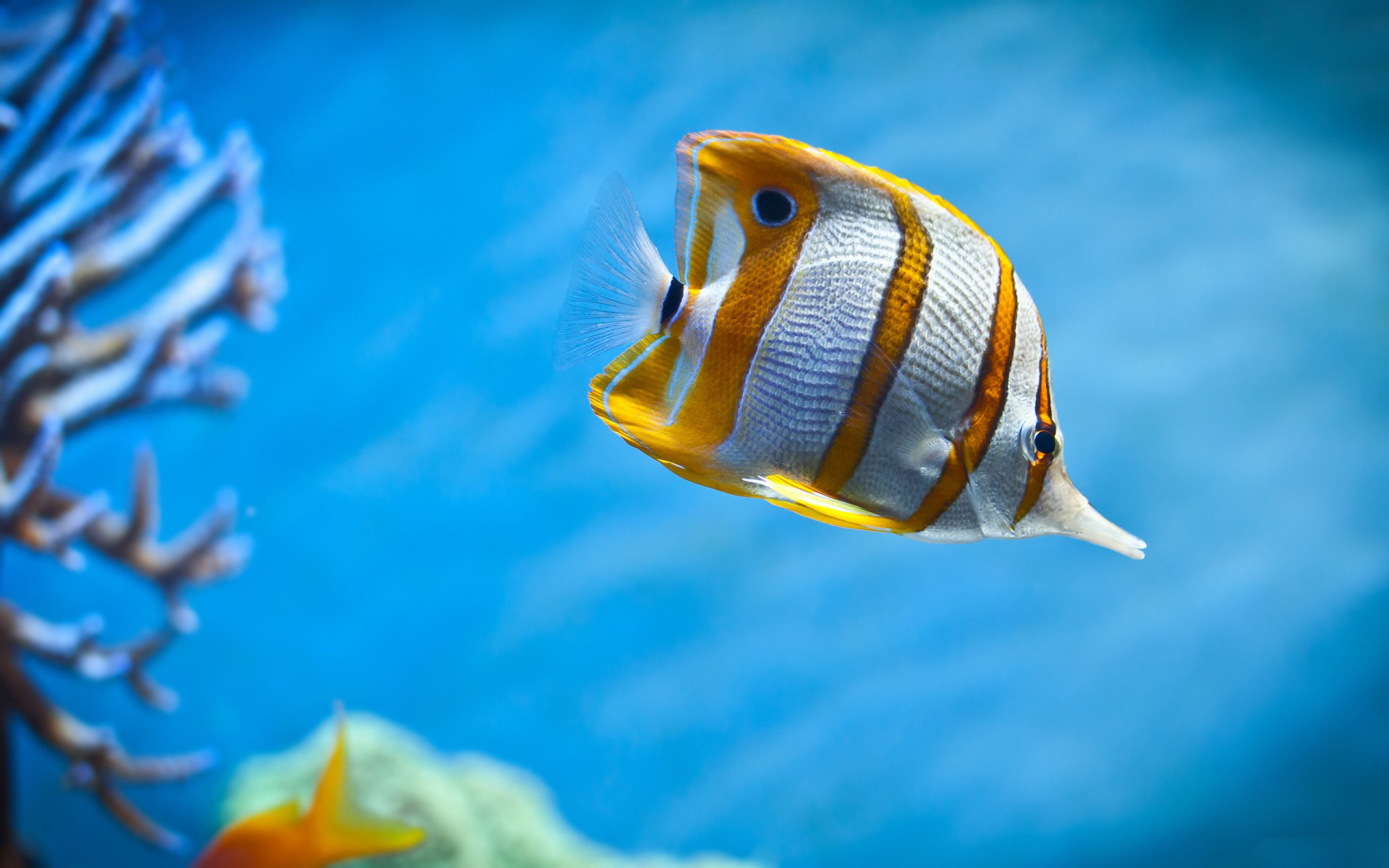 Copperband butterflyfish, White soft coral branch, Deep blue water, HD Desktop wallpaper
