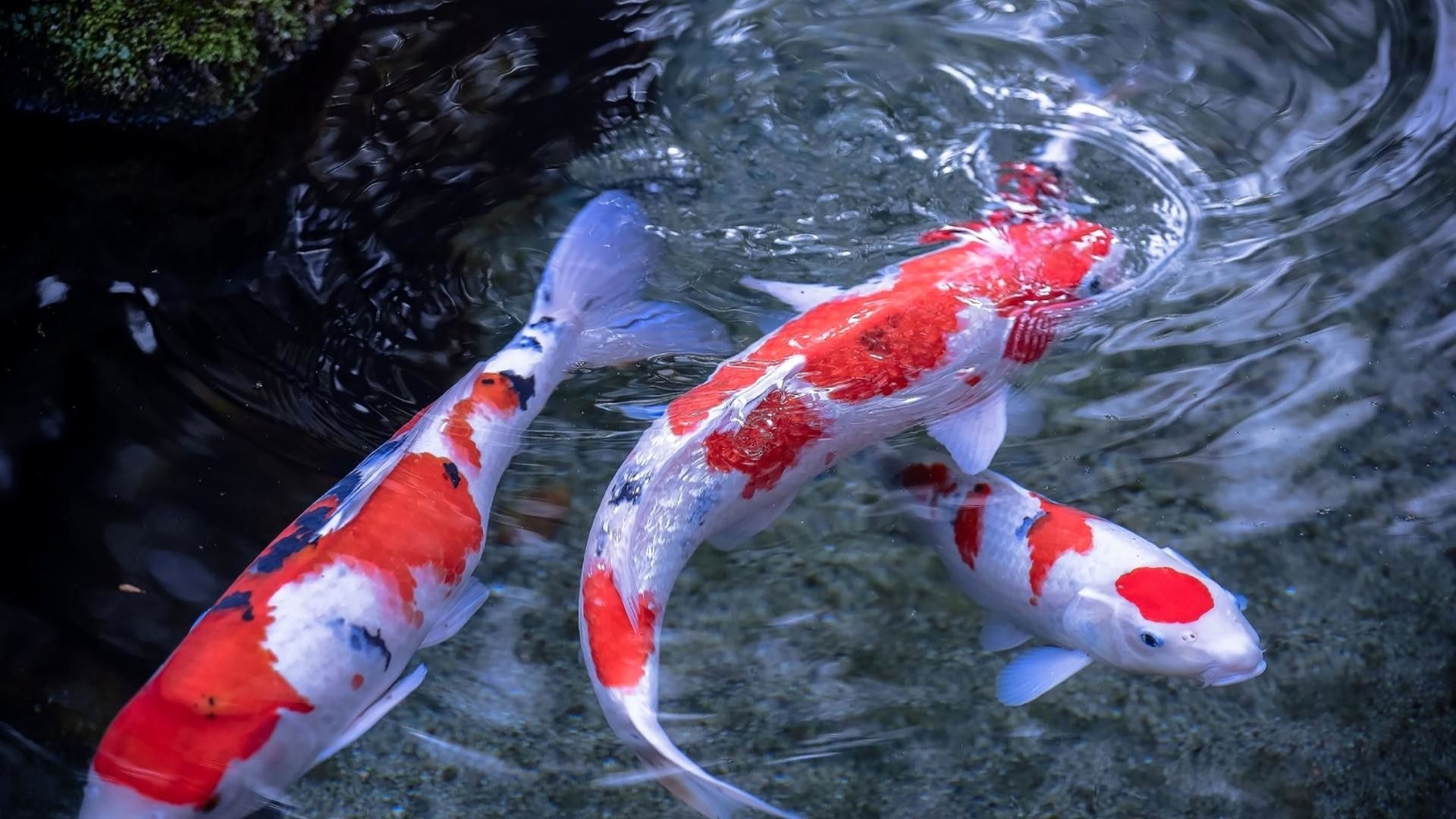 Live Koi fish wallpapers, Tranquil beauty, Captivating colors, Serene elegance, 1920x1080 Full HD Desktop