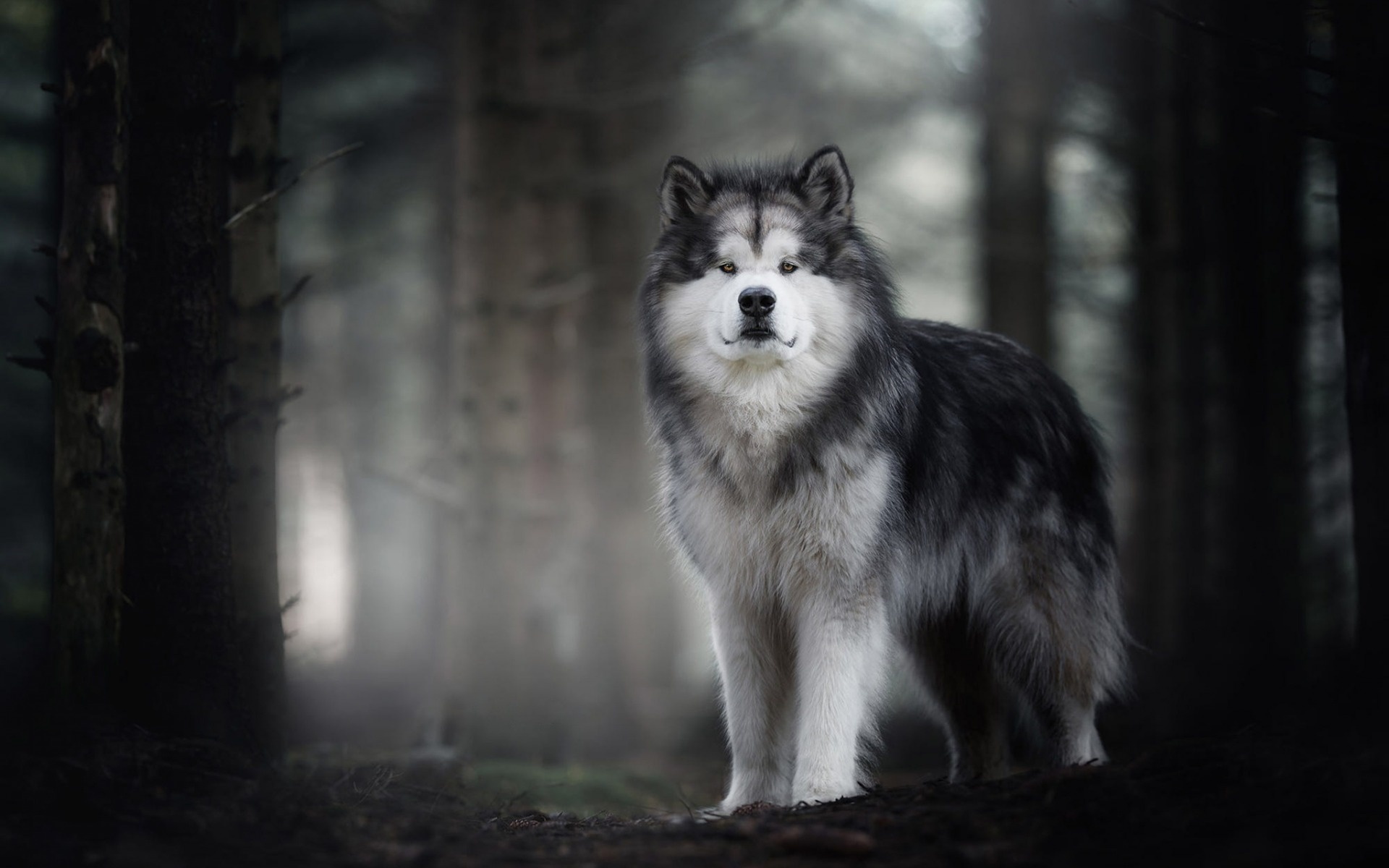 Herunterladen hintergrundbild, Alaskan Malamute big fluffy, Hund niedliche tiere, Hunde haustiere, 1920x1200 HD Desktop