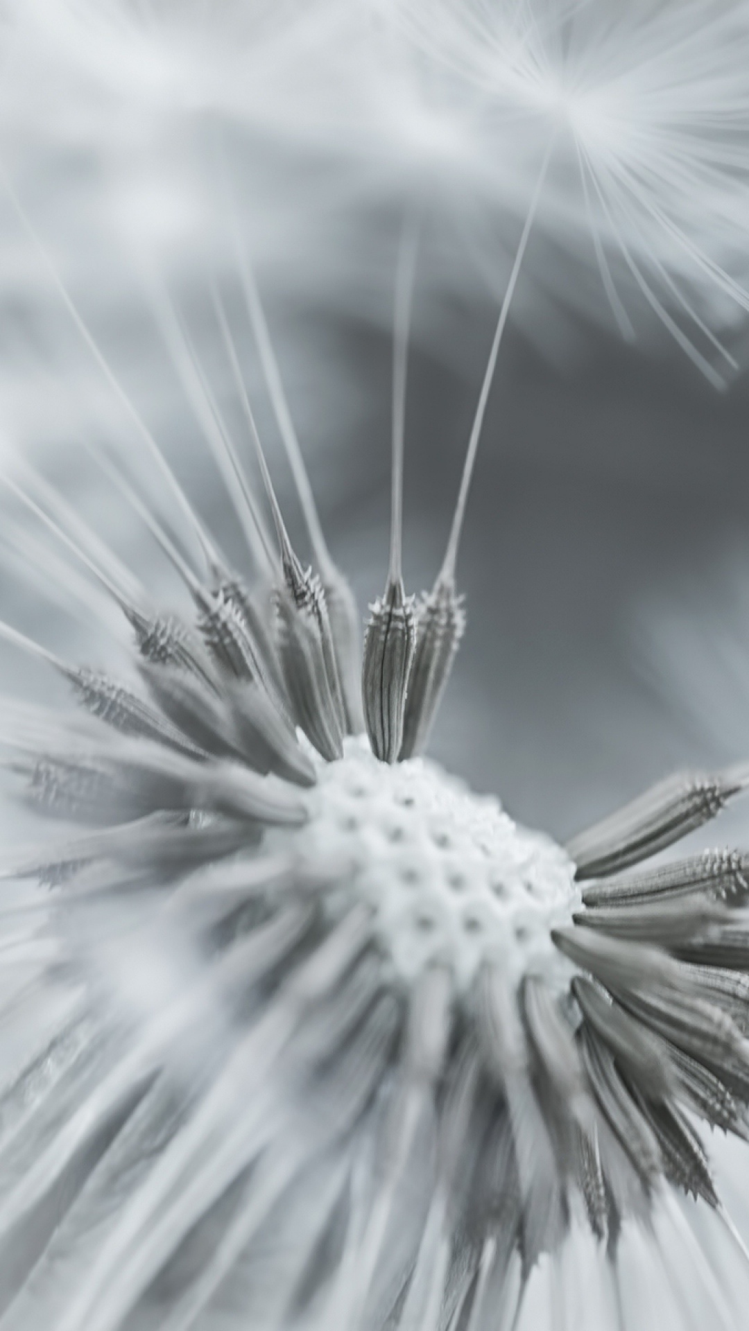 Dandelion flower and seeds, Monochromatic beauty, Contrasting textures, Artistic allure, 1080x1920 Full HD Phone