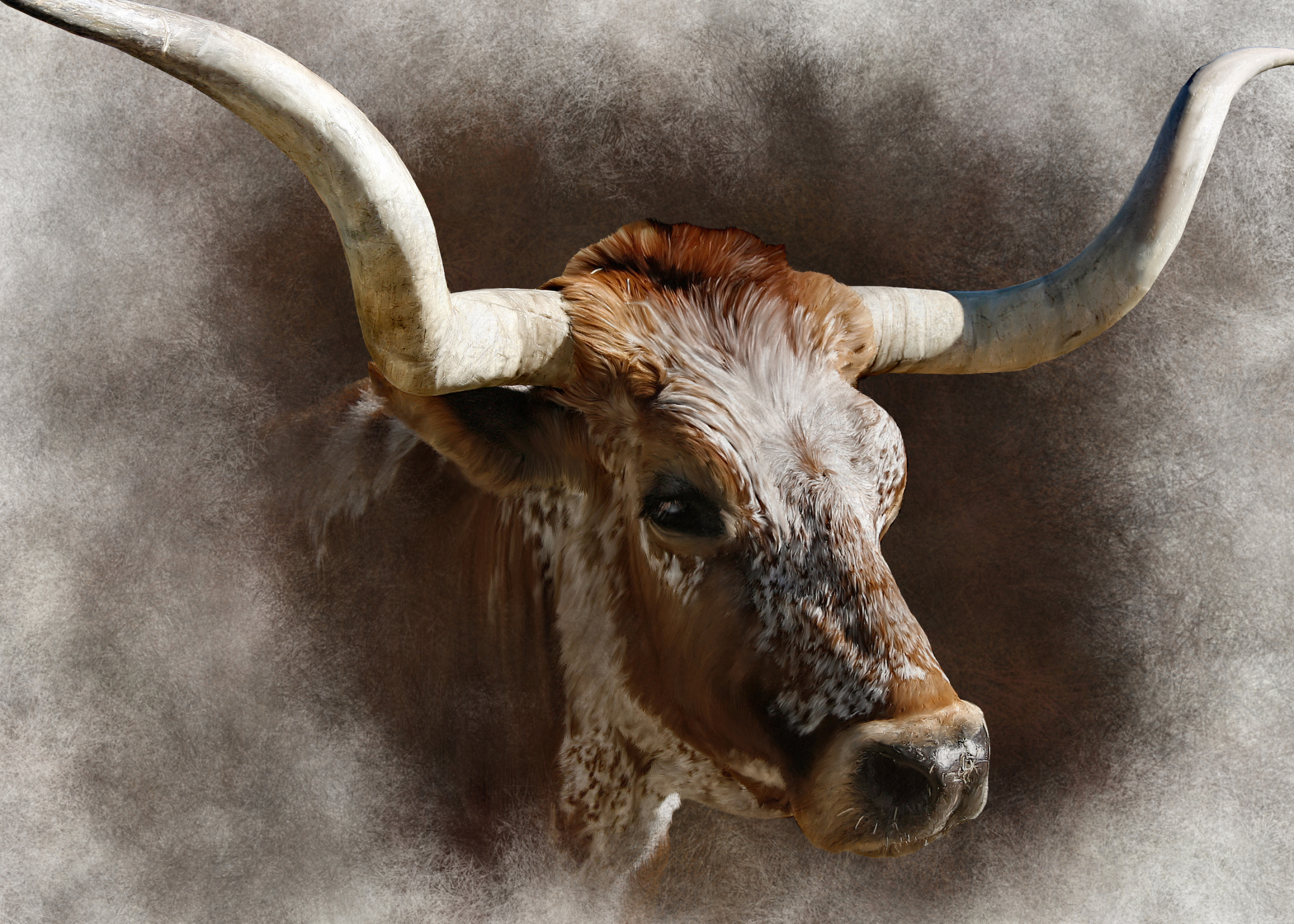 Complete gallery pictures, Longhorn cattle, Cattle wallpaper, Longhorn wallpaper, 2750x1970 HD Desktop