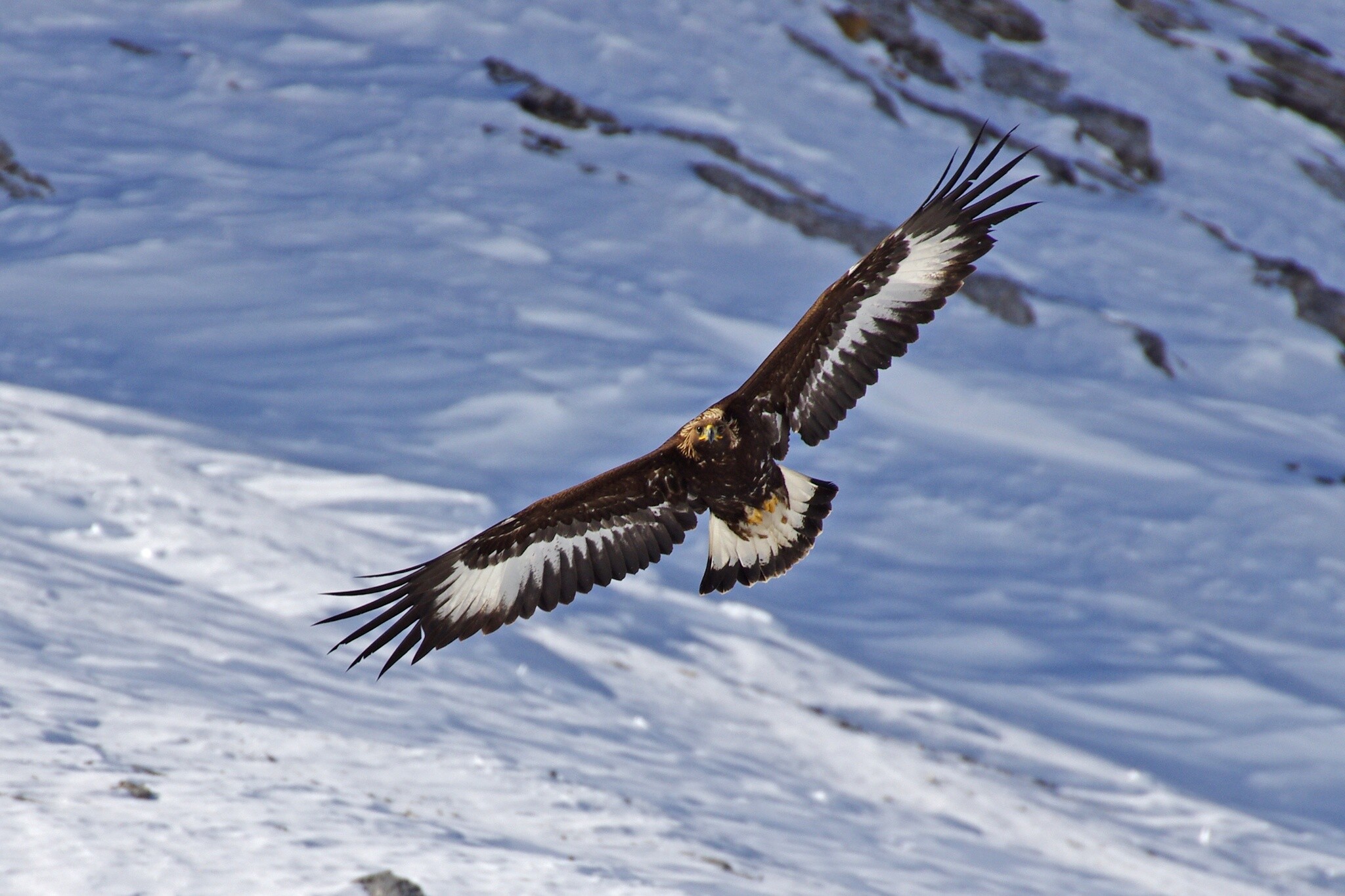 Golden Eagles in Their Element, Magnificent Birds, Nature's Mastery, Wildlife Wonders, 2050x1370 HD Desktop