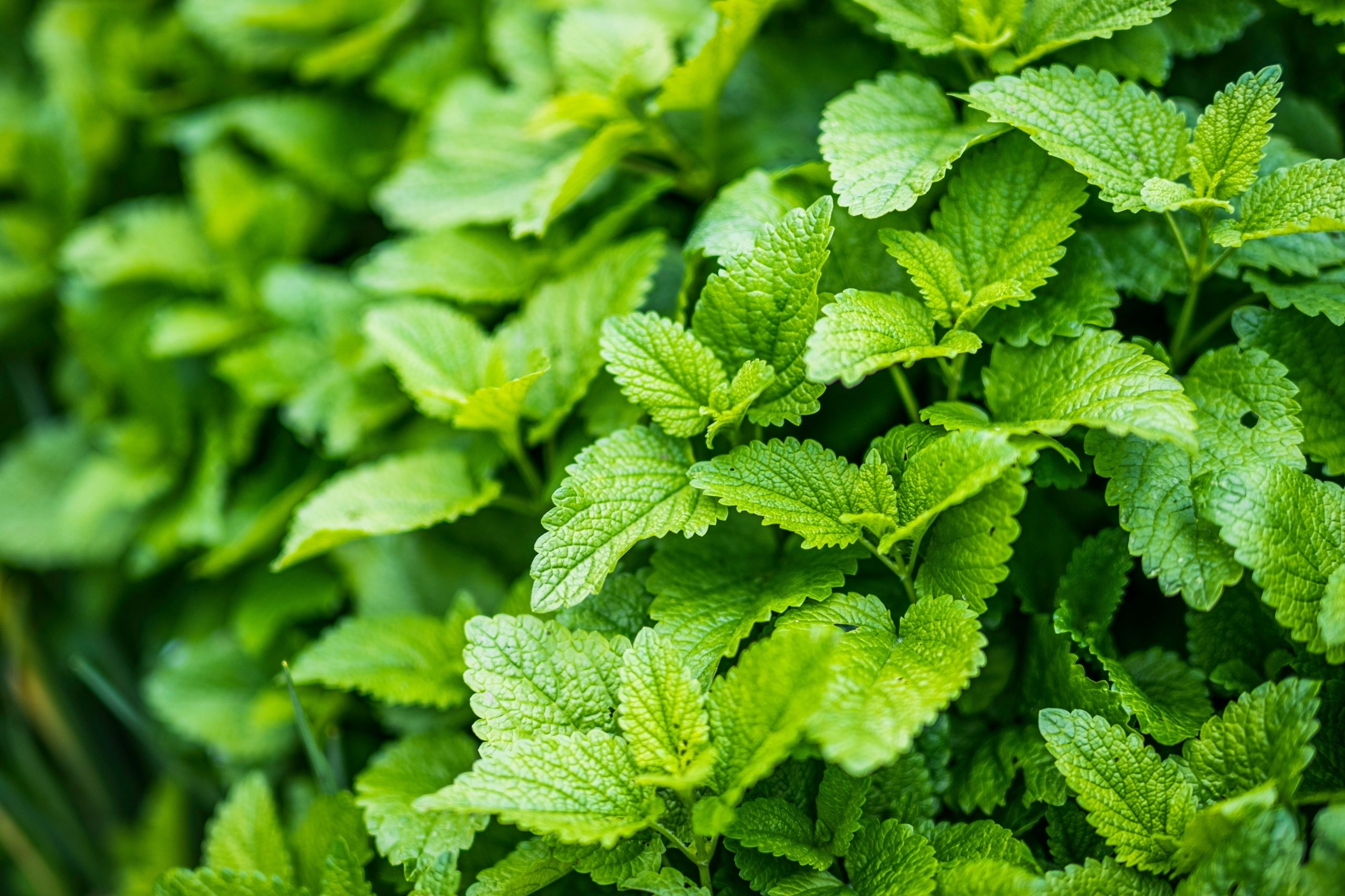 Lemon Balm vs. Mint, Plant differences, Plan Your Patch, Herb planting, 2560x1710 HD Desktop