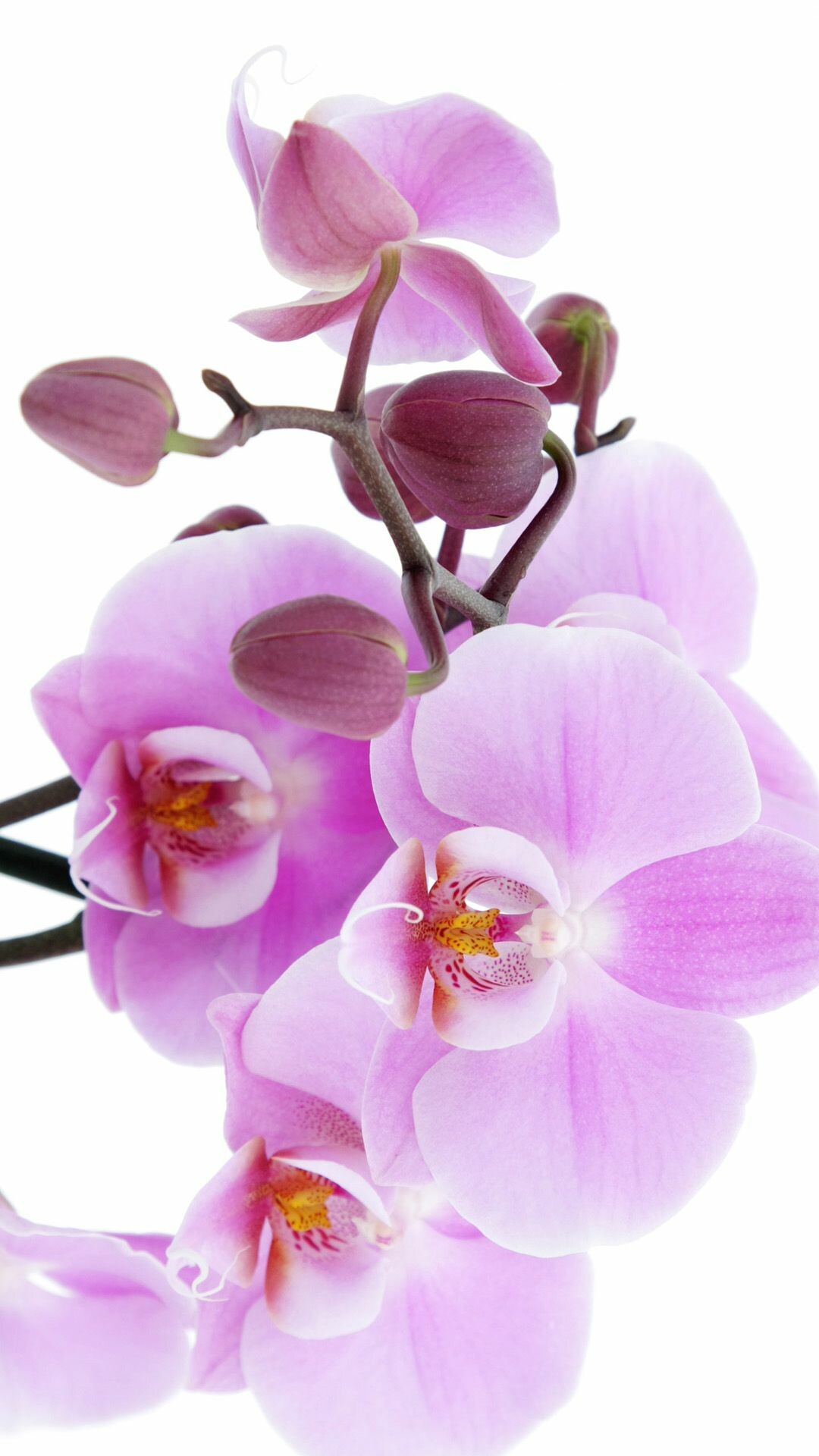 Pure pink orchid, iPhone wallpaper, Beautiful orchids, 1080x1920 Full HD Phone