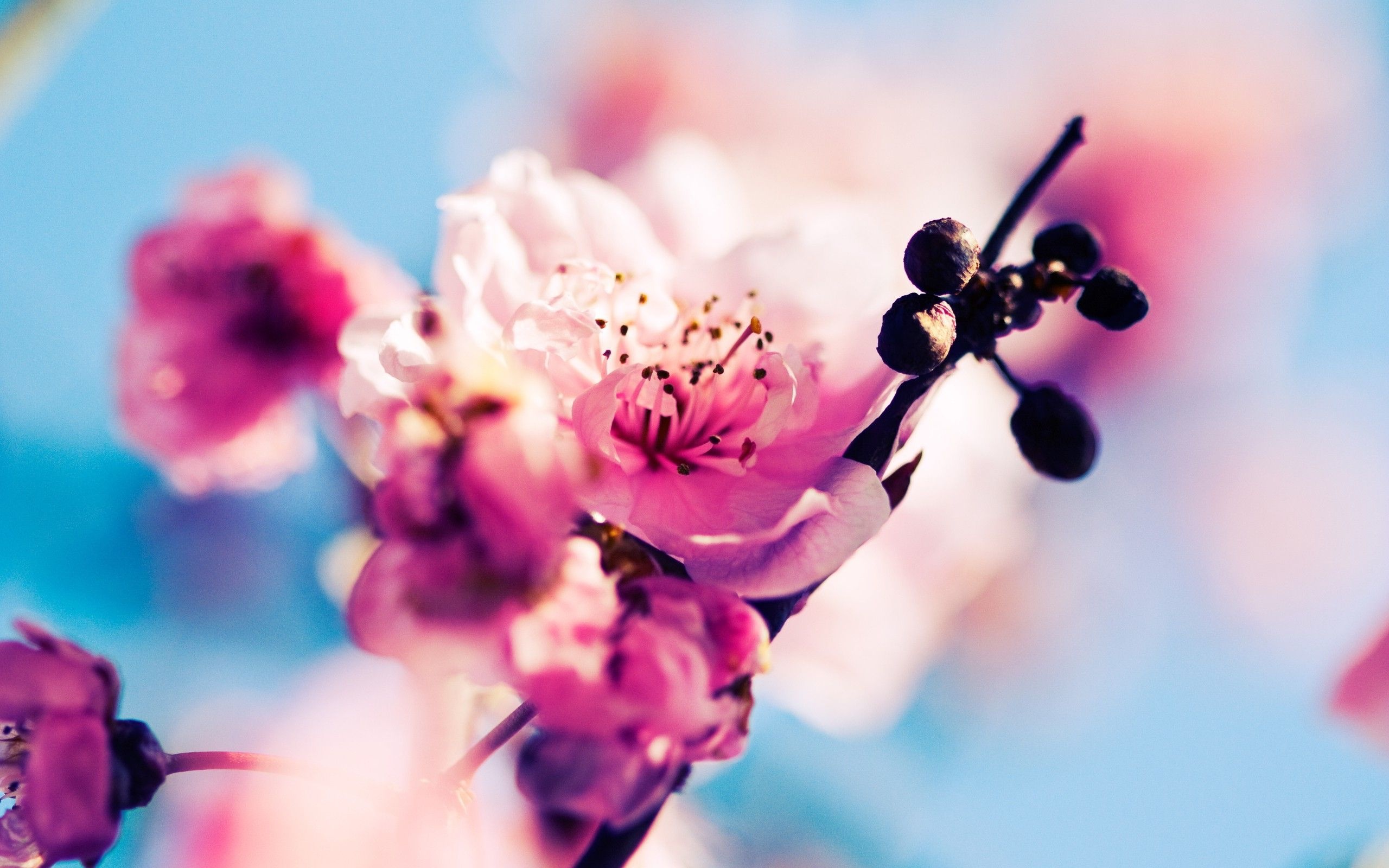 Pink sakura blossom, Cherry blossom buds, Soft blue sky, HD Desktop wallpaper