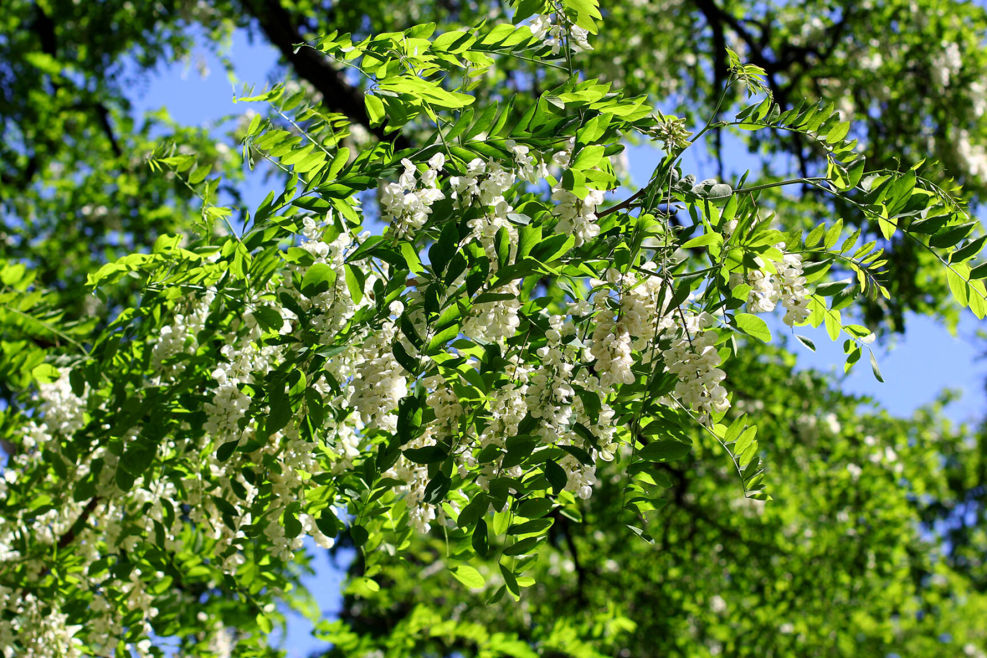 Acacia Tree, Spring bloom, Nature's charm, Beautiful blossoms, 1920x1280 HD Desktop