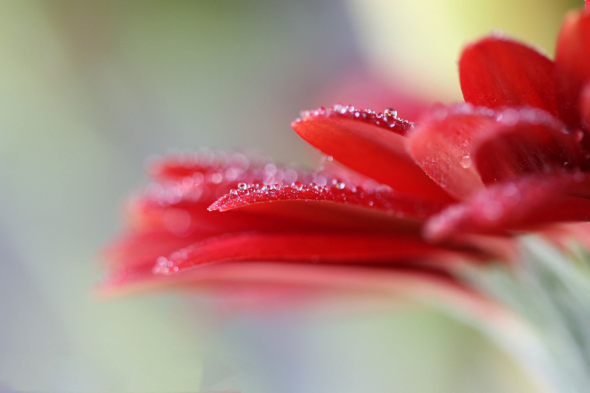 Petals, Gerbera Daisies Wallpaper, 2050x1370 HD Desktop