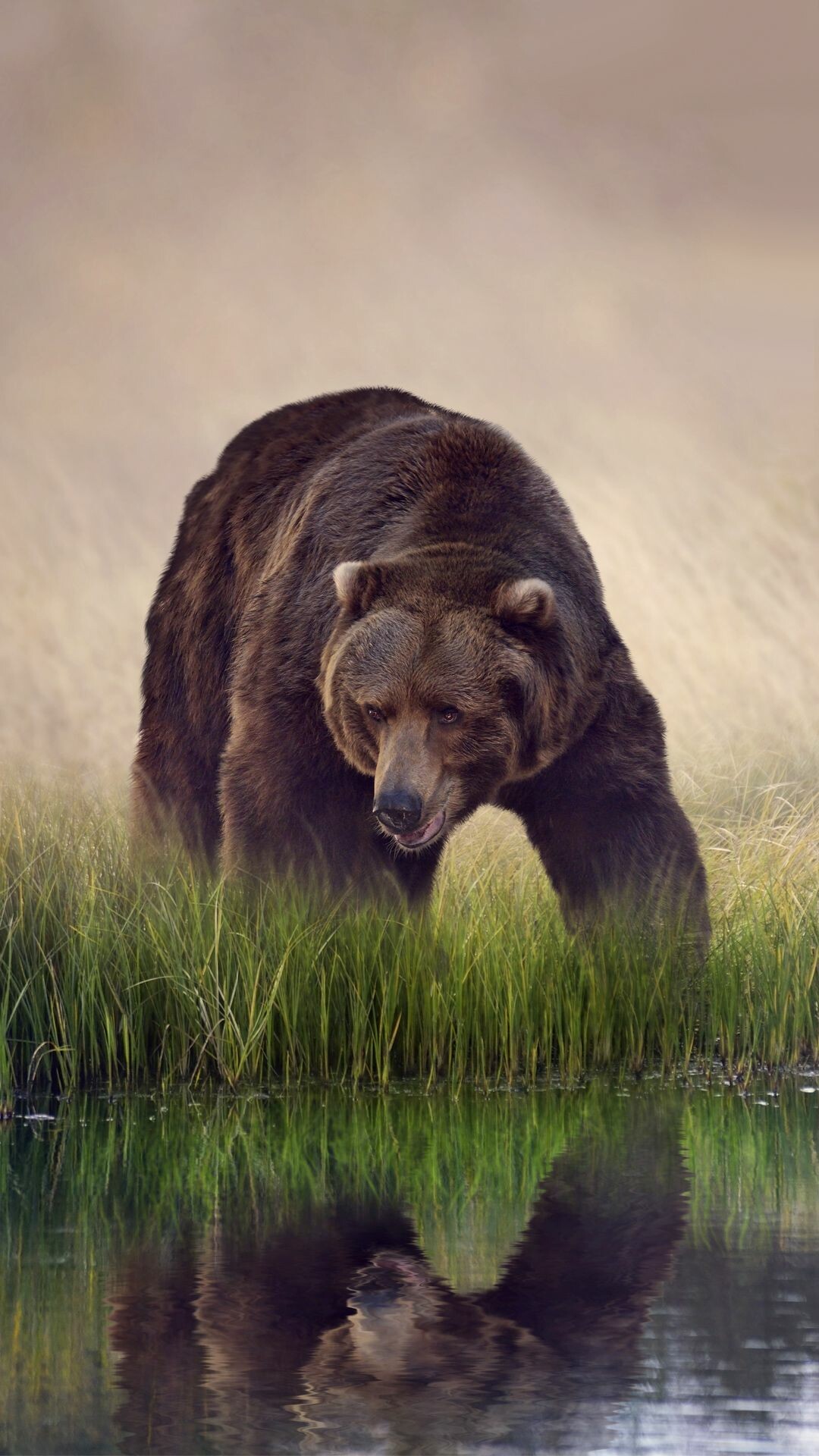 Brown bears, Majestic wildlife, Natural habitats, Animal kingdom, 1080x1920 Full HD Phone