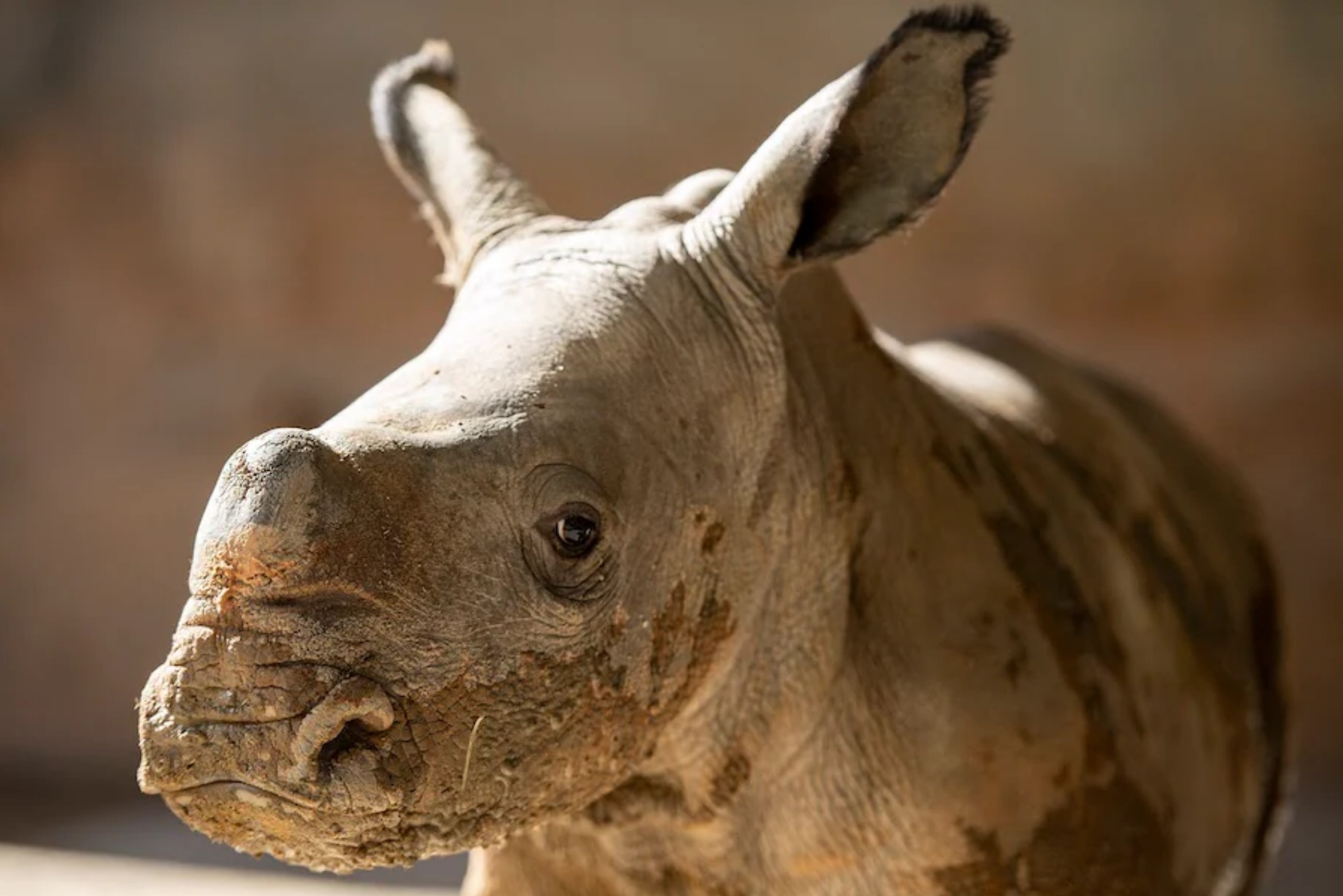 Baby white rhino, Joyous arrival, Animal kingdom's miracle, Disney's celebration, 2340x1560 HD Desktop