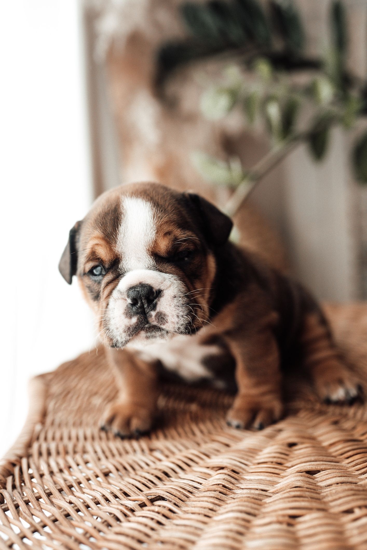 English Bulldog puppy, Woven wicker chair, Indoor houseplant background, HD Phone wallpaper