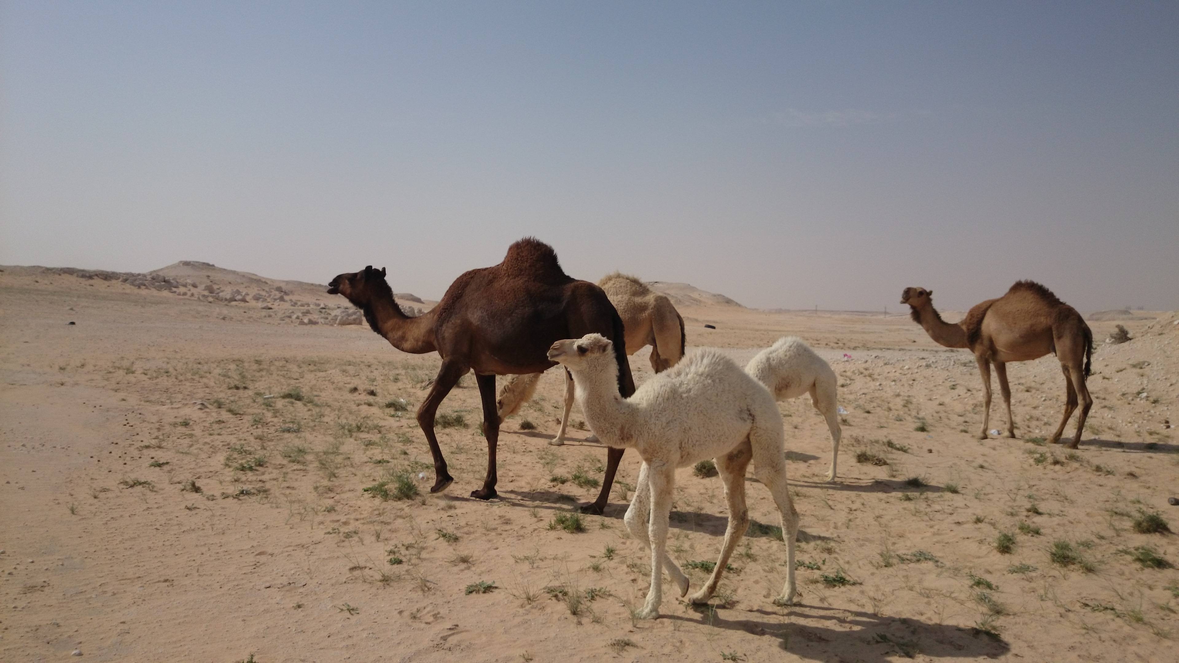 Adorable baby, Cute camel, Precious face, Heart-melting, 3840x2160 4K Desktop