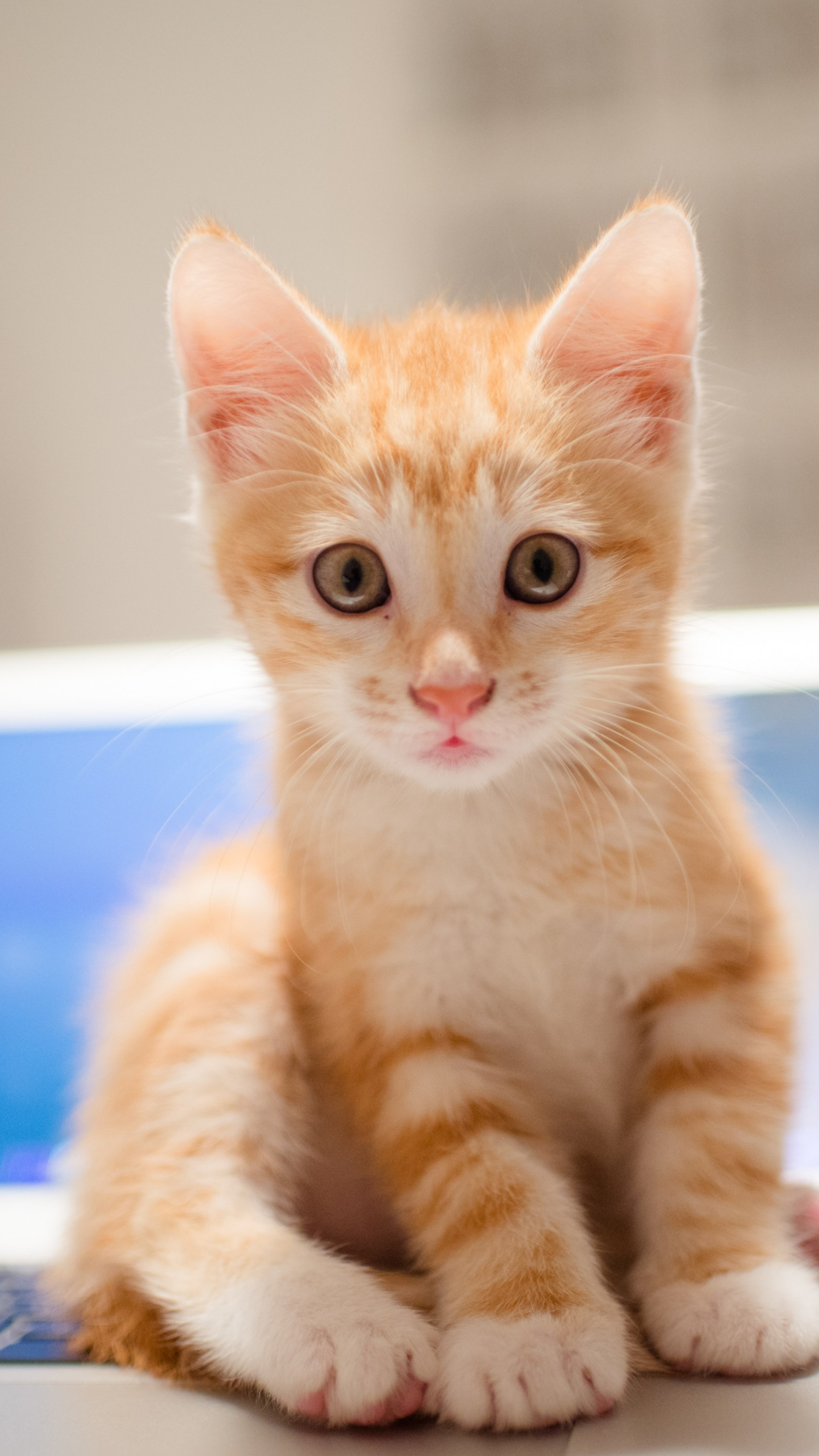 orange tabby kitten, laptop keyboard, hazel kitten eyes, 4K Phone wallpaper