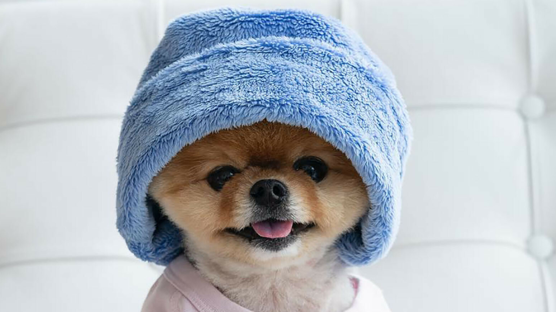 Jiffpom dog, Popular pet, Social media sensation, 1920x1080 Full HD Desktop