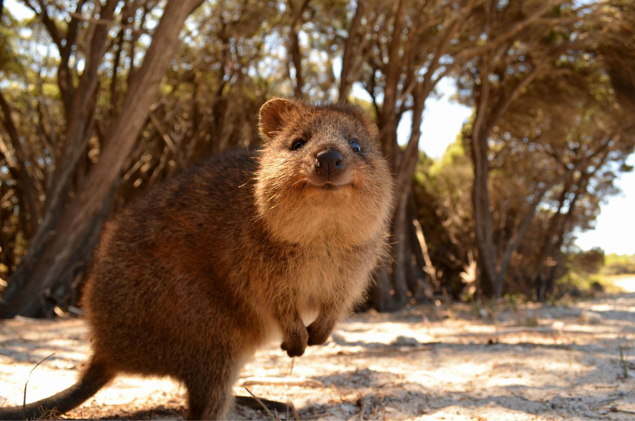 Enchanting quokka, Cute marsupial, Smiling creature, Quokka paradise, 2050x1360 HD Desktop