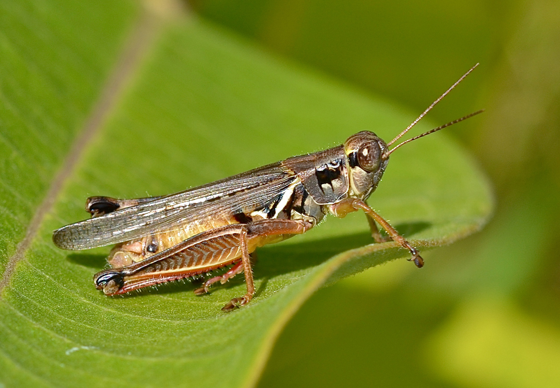 The red-legged, Grasshoppers Wallpaper, 1960x1360 HD Desktop