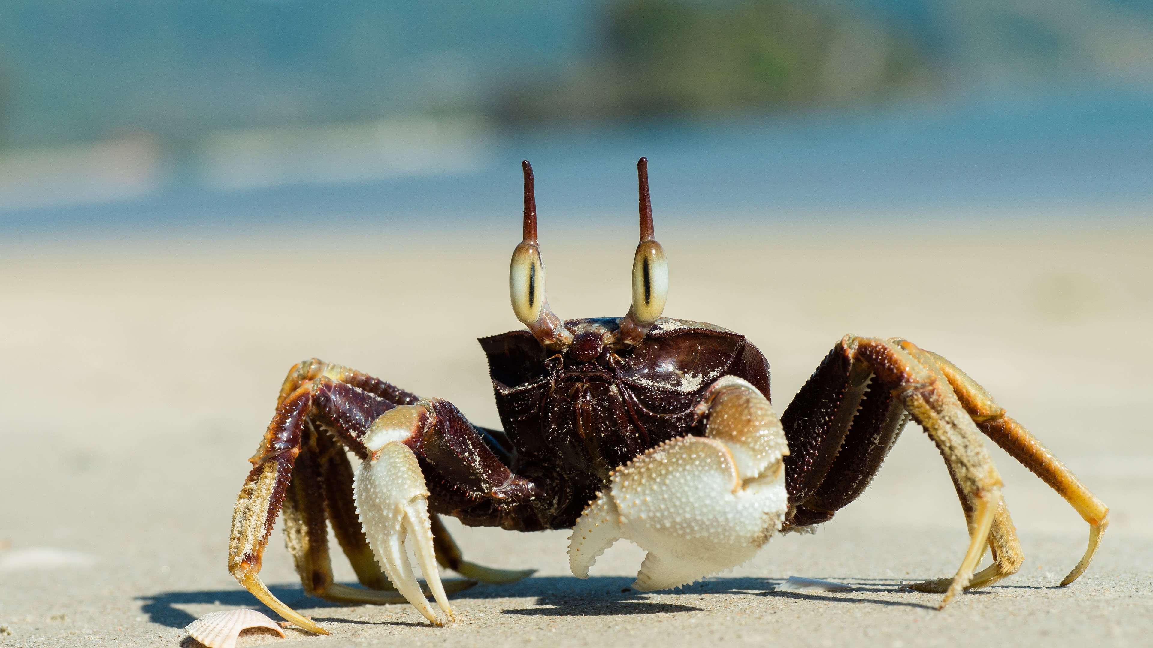 Ghost crab, Crabs Wallpaper, 3840x2160 4K Desktop