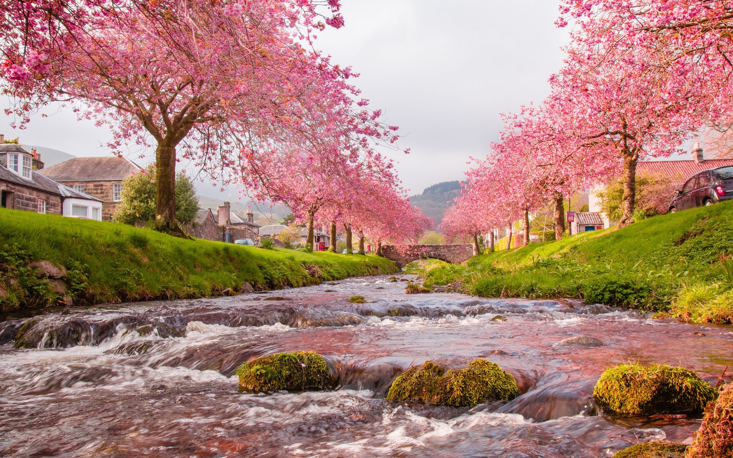 Dollar Burn cherry blossoms, Flowing rocky stream, Arched stone bridge, HD Desktop wallpaper