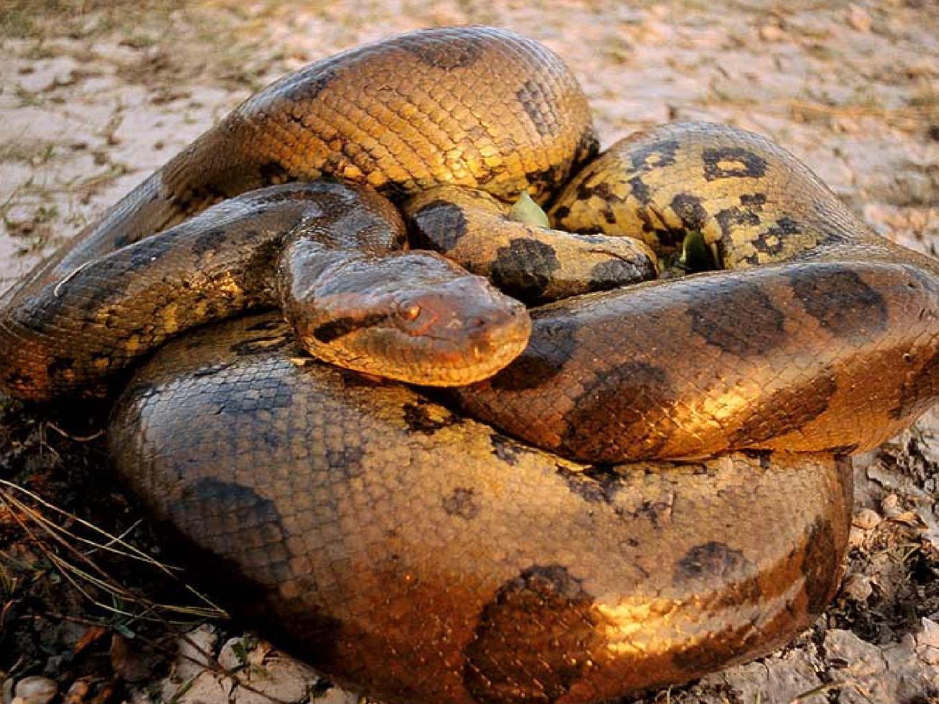 Anaconda, Background wallpapers, HD, 1920x1440 HD Desktop