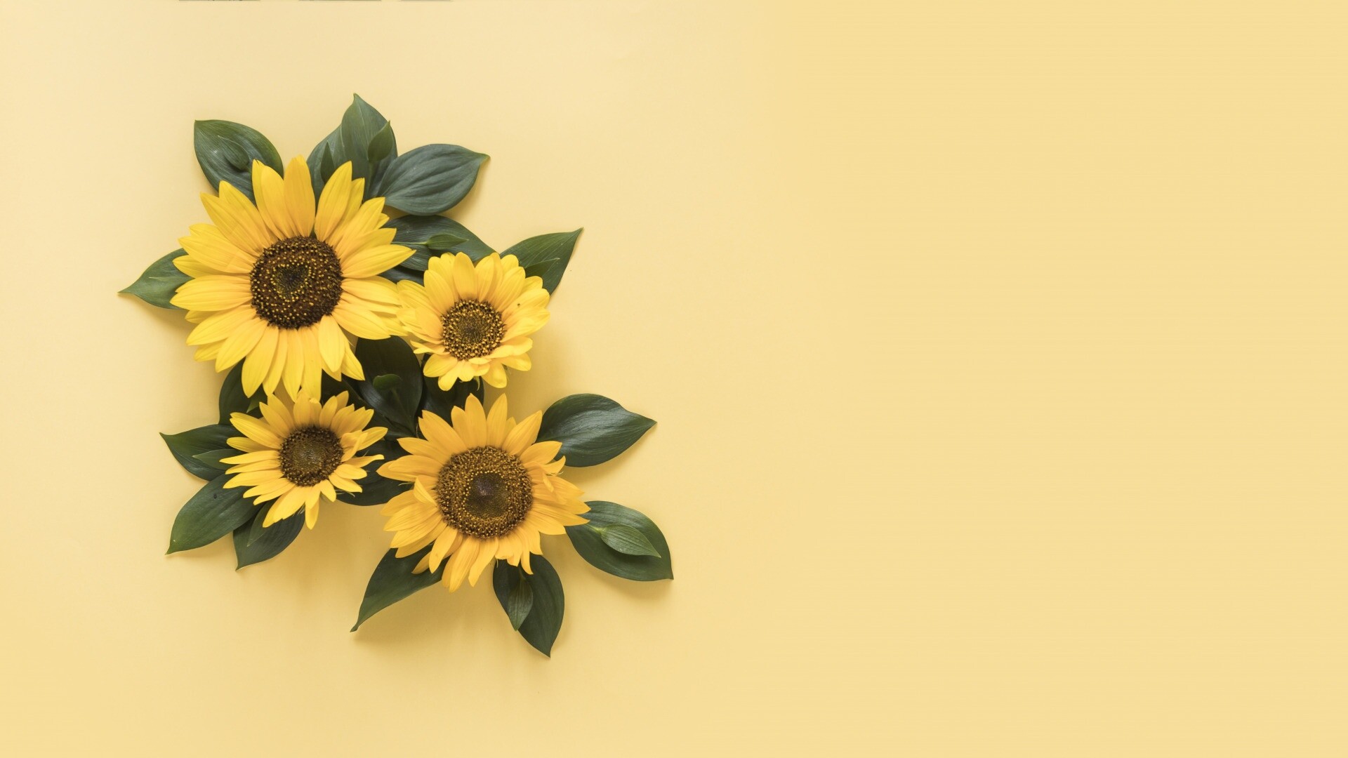 Everlasting Sunflower, Sunflowers Wallpaper, 1920x1080 Full HD Desktop