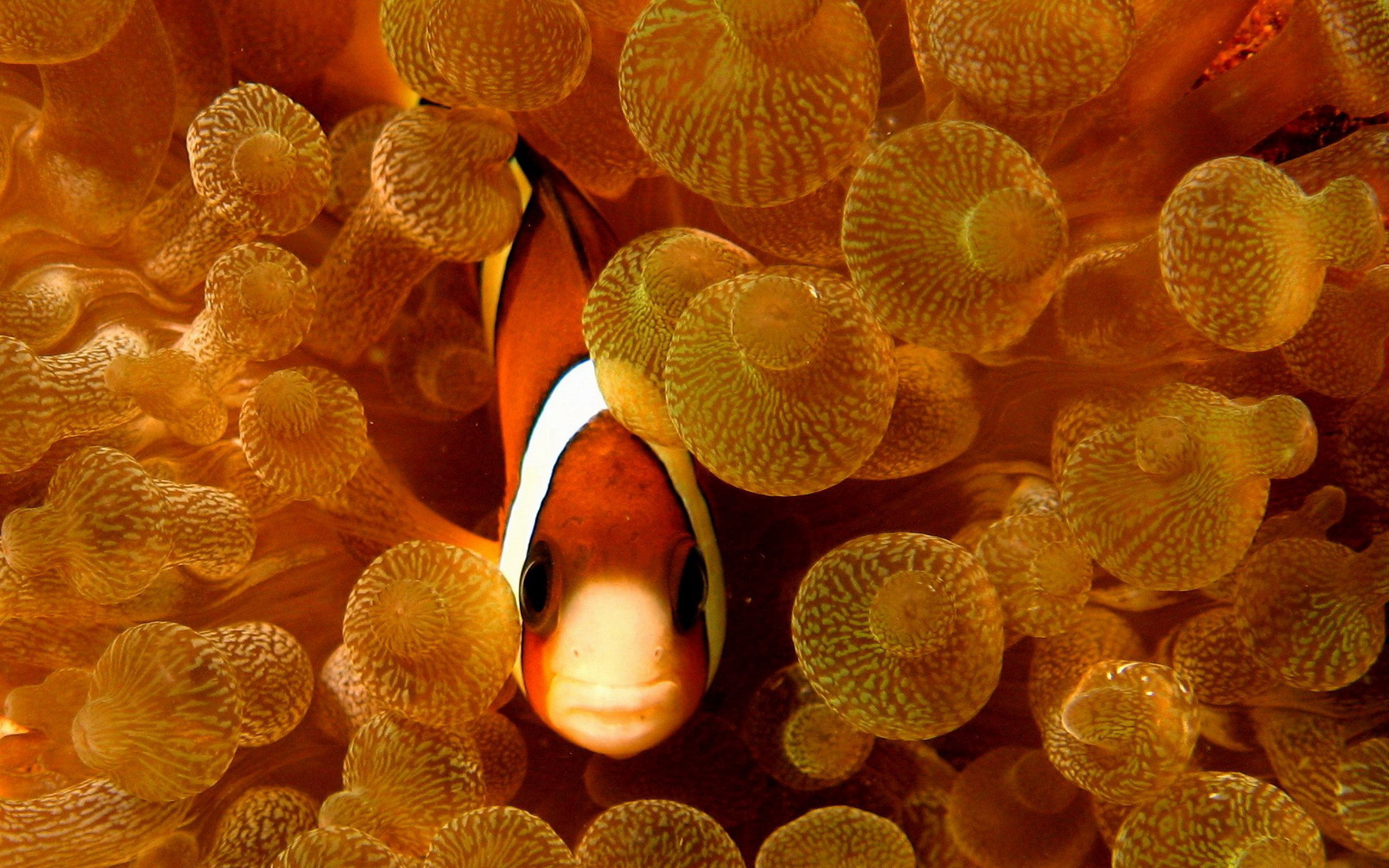 Clown Fish, Sea anemones wallpaper, Underwater beauty, Marine life, 2560x1600 HD Desktop