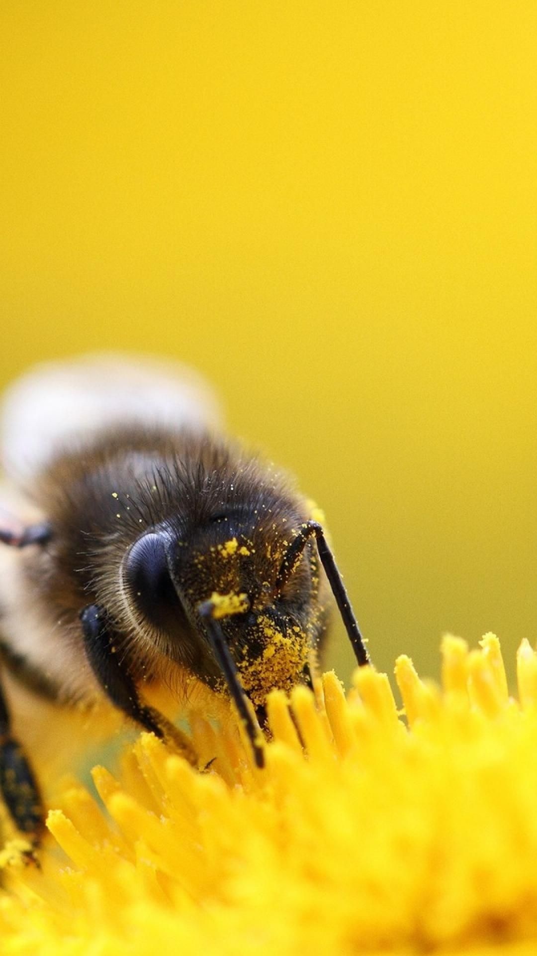 Bee, Buzzing phone wallpapers, Insect delight, Nature's beauty, 1080x1920 Full HD Phone