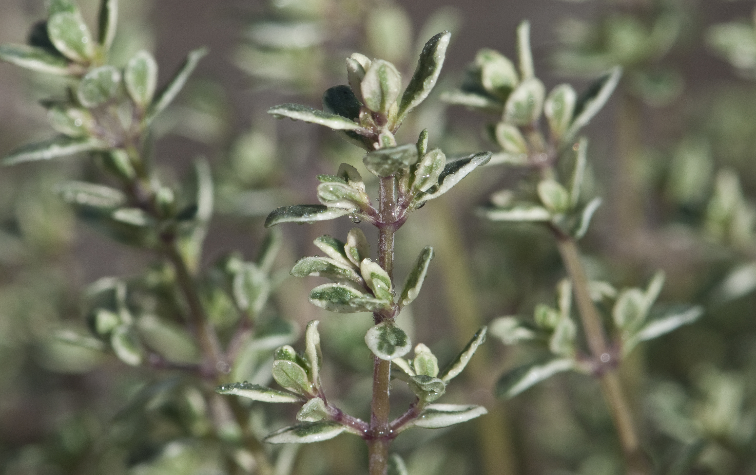 Citrus-thyme fusion, Fragrant lemon thyme, Flowering plant, Stock photos, 3070x1930 HD Desktop