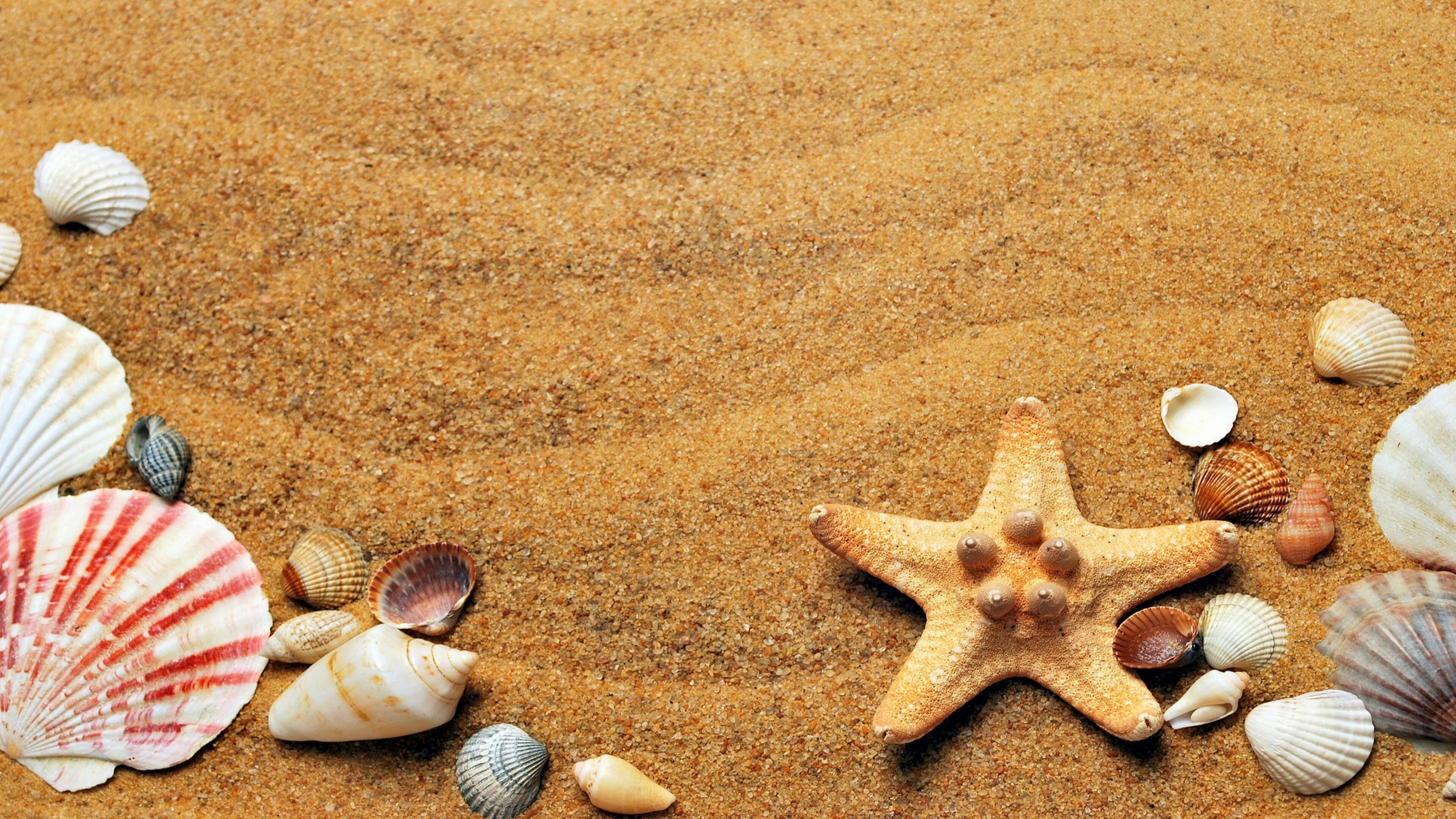 Beach starfish wallpaper, HD4K Pling, 3840x2160 4K Desktop