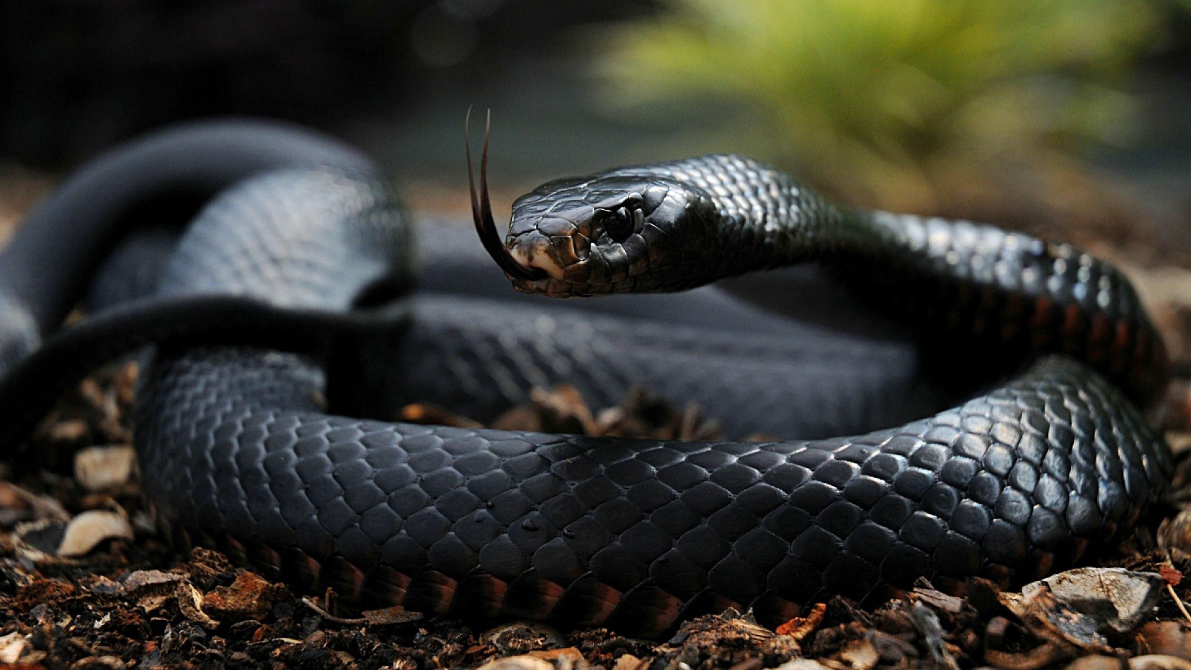 Extremely venomous, Nature's danger, Aesthetic beauty, Enigmatic forest, 3840x2160 4K Desktop