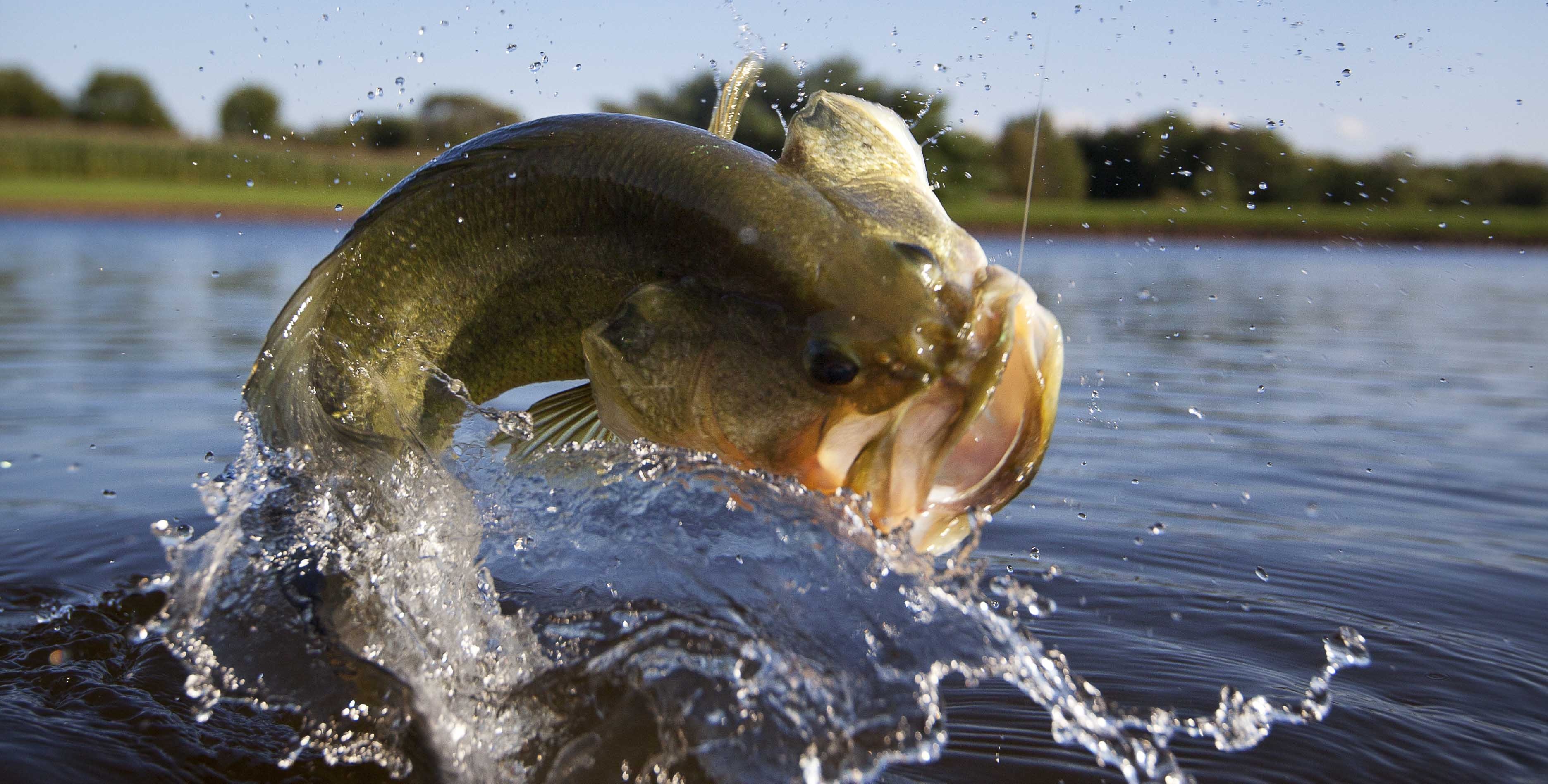 Largemouth Bass, Fishing joy, Jumping fish, Nature's beauty, 3750x1900 HD Desktop