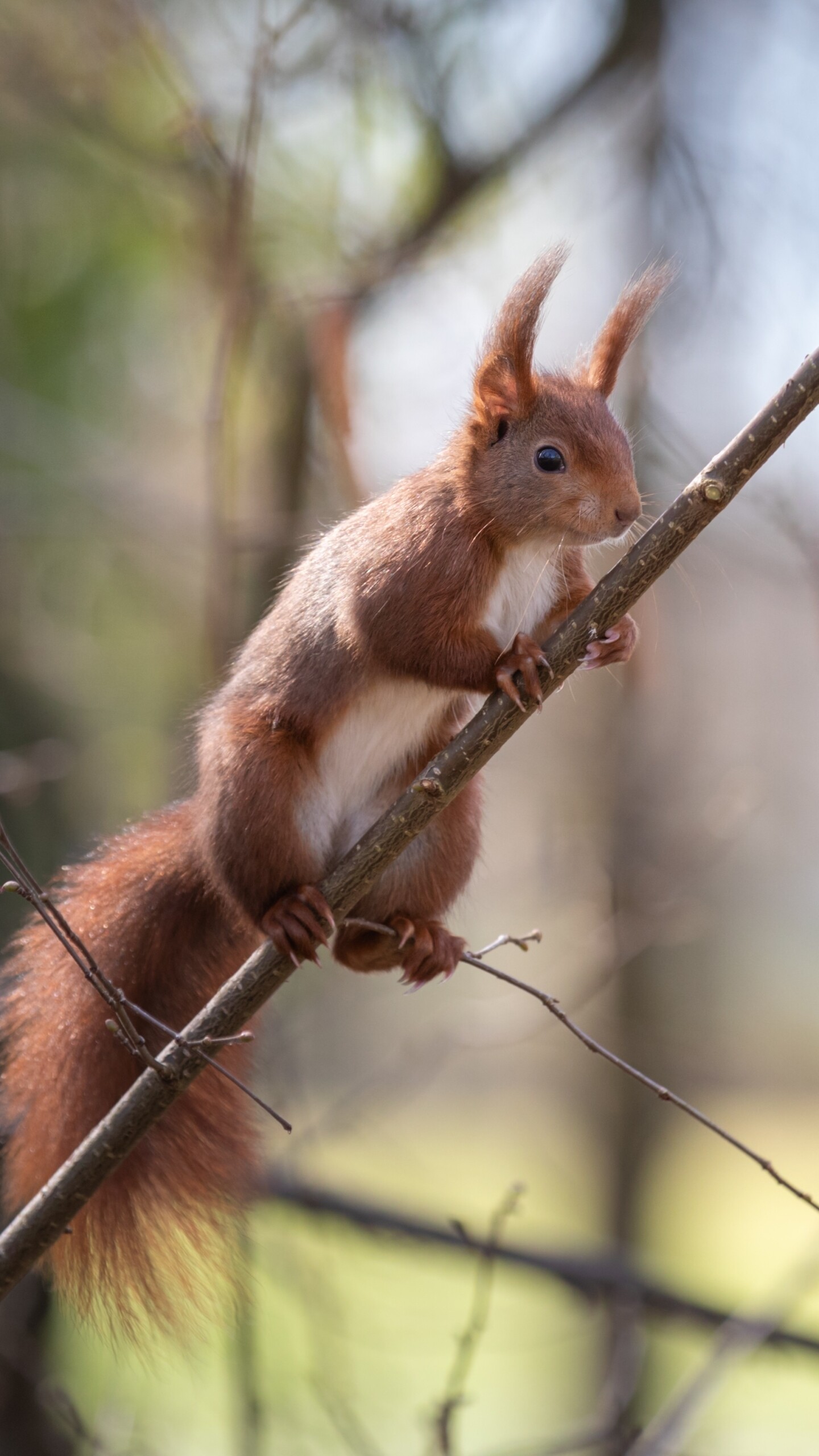 Squirrel, Animal, Keywords, Keywords, 1440x2560 HD Phone