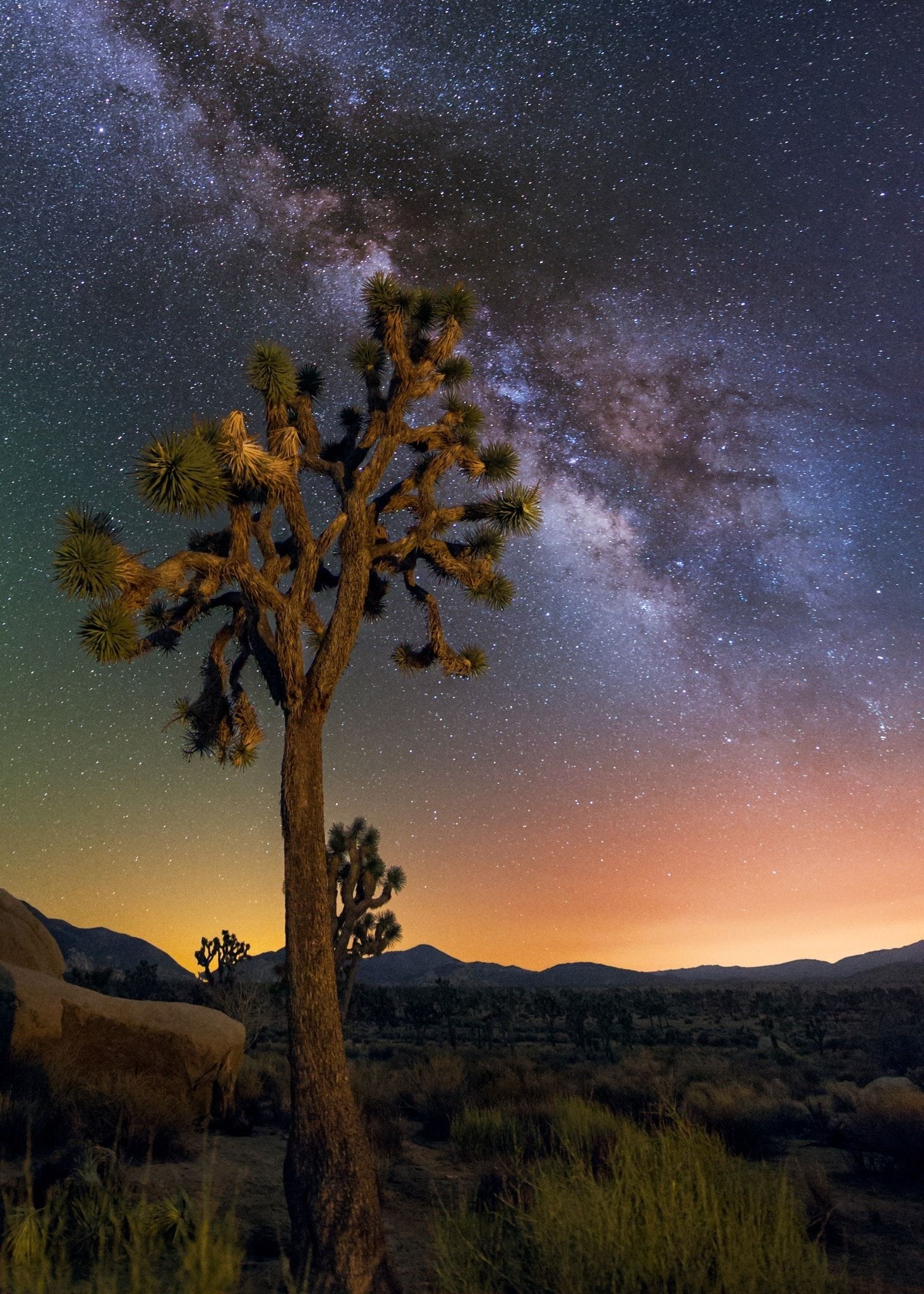 Wedding under the stars, Joshua Tree National Park, National parks, Romantic setting, 1470x2050 HD Phone