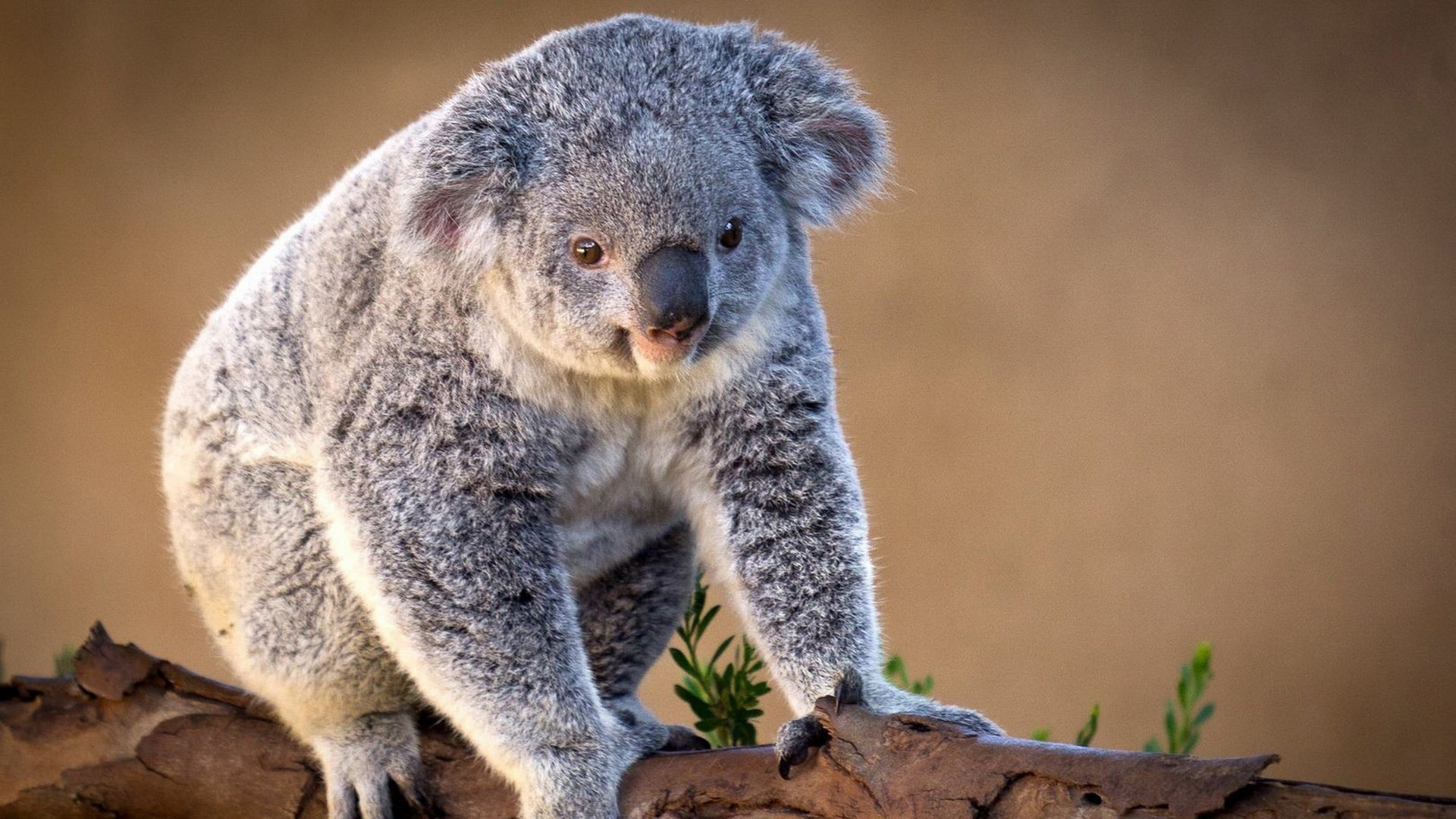 Koala wallpaper, High-resolution image, Stunning background, Free download, 1920x1080 Full HD Desktop