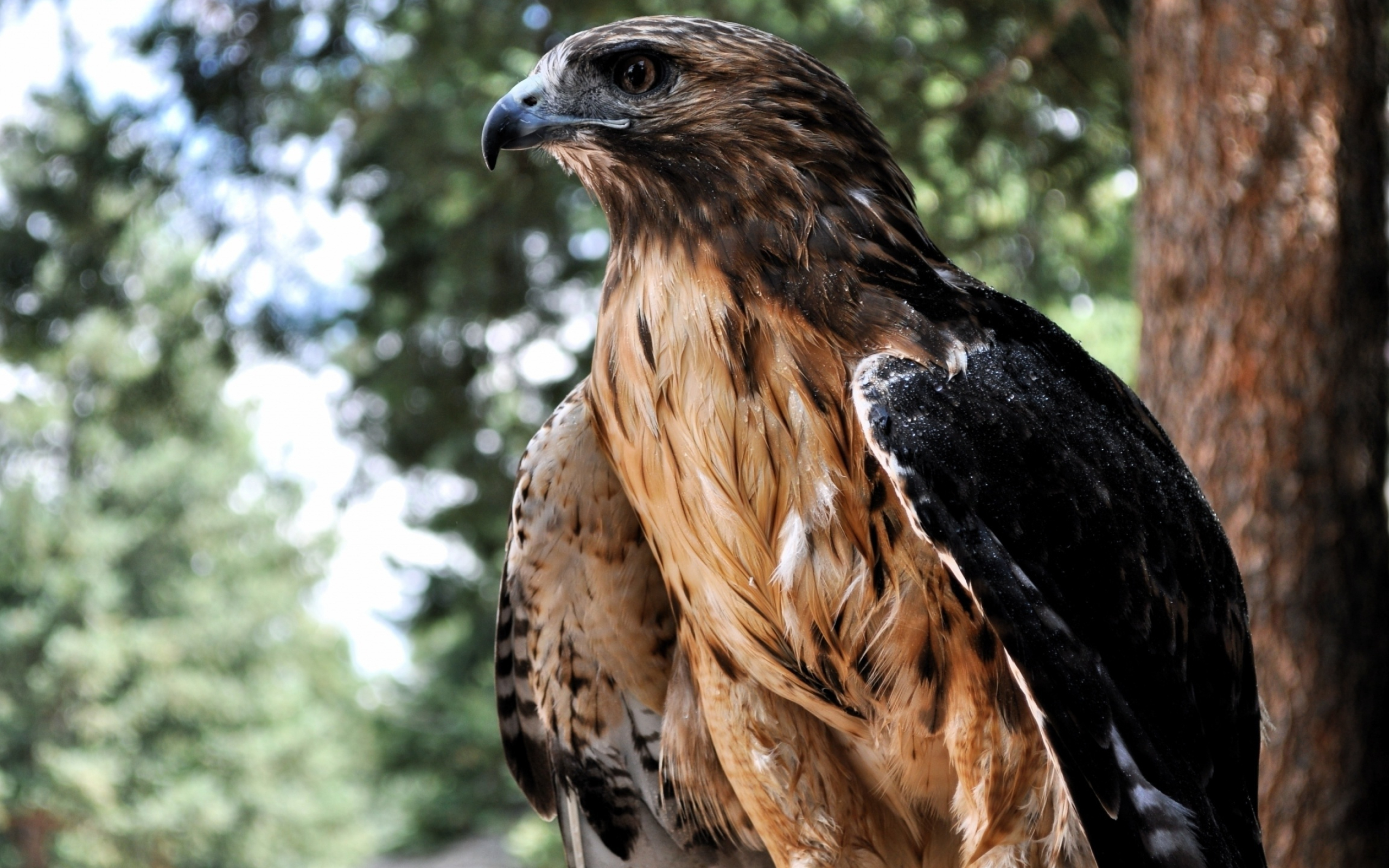 Hawk majesty, Tree perched, Animal wallpaper, 2560x1600 HD Desktop