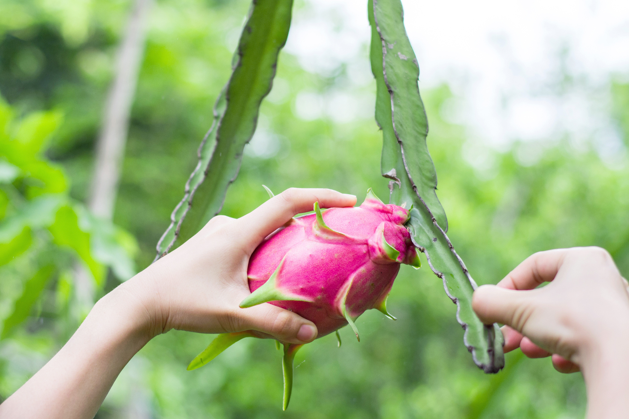 Dragon Fruit, Growing tips, Gardening advice, Fruit cultivation, 2130x1420 HD Desktop