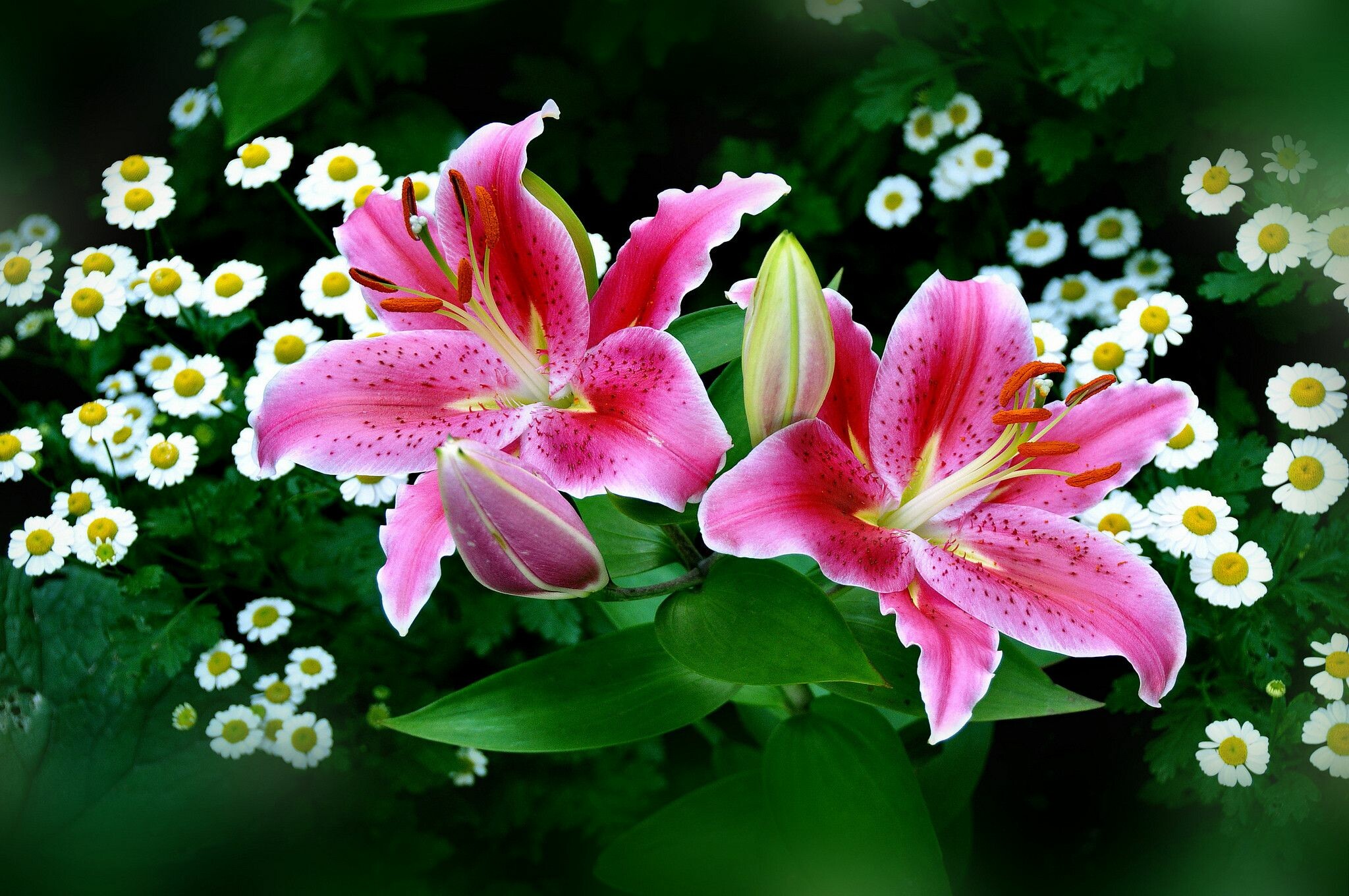 Stargazer Lily, Lilies Wallpaper, 2050x1360 HD Desktop