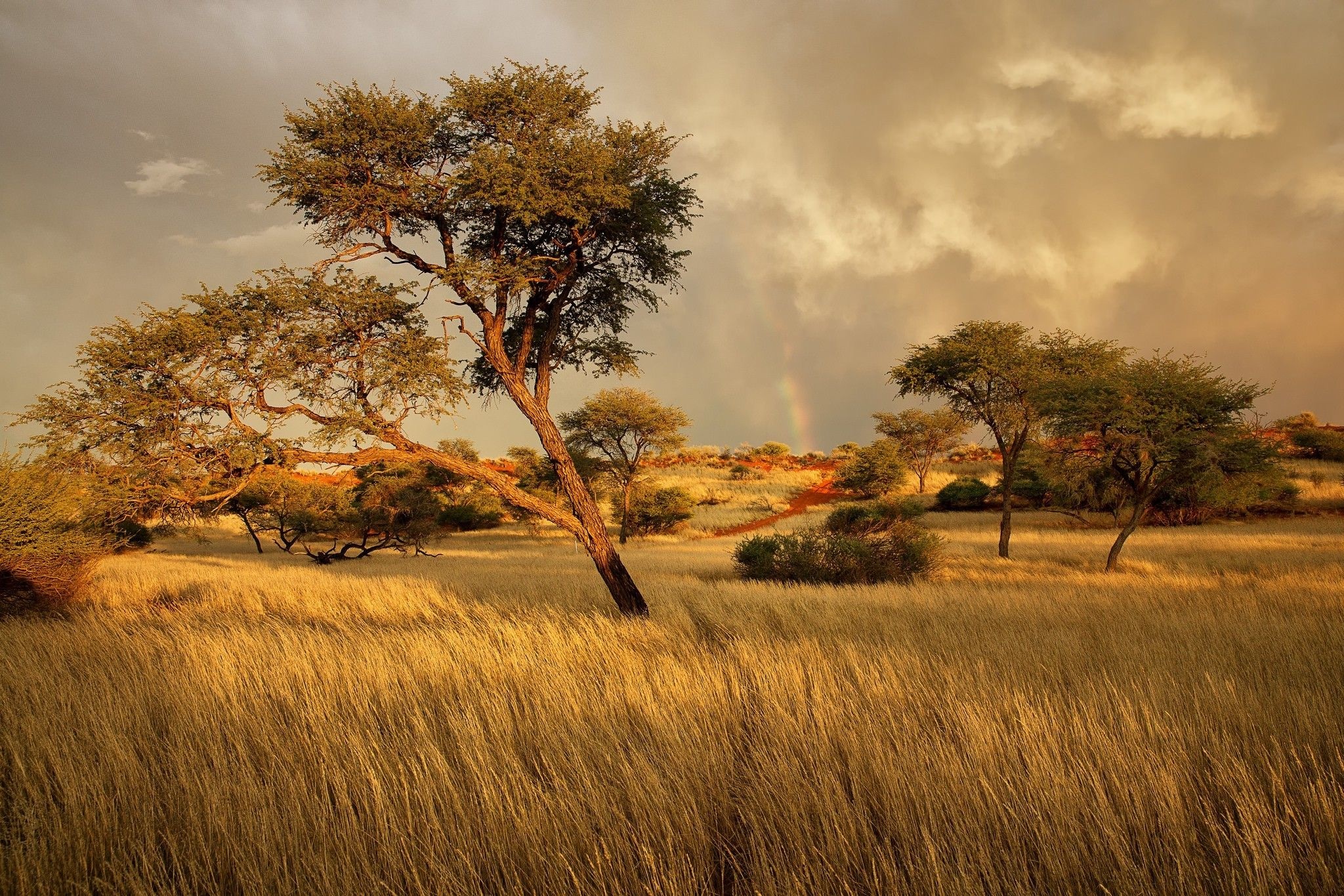 African grassland, Wildlife sanctuary, Vast open savannah, Stunning backgrounds, 2050x1370 HD Desktop