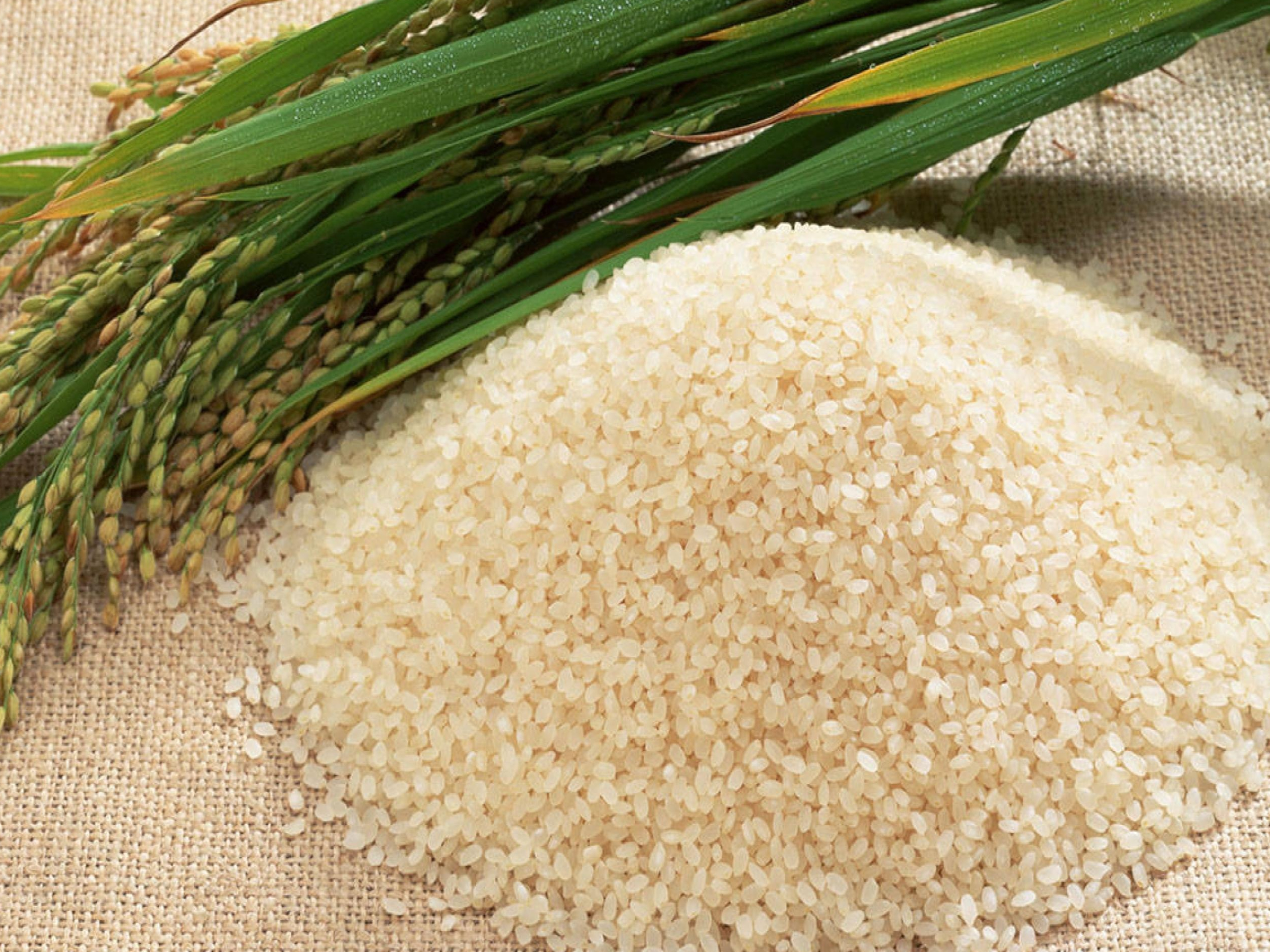 Rice, Grains Wallpaper, 2800x2100 HD Desktop