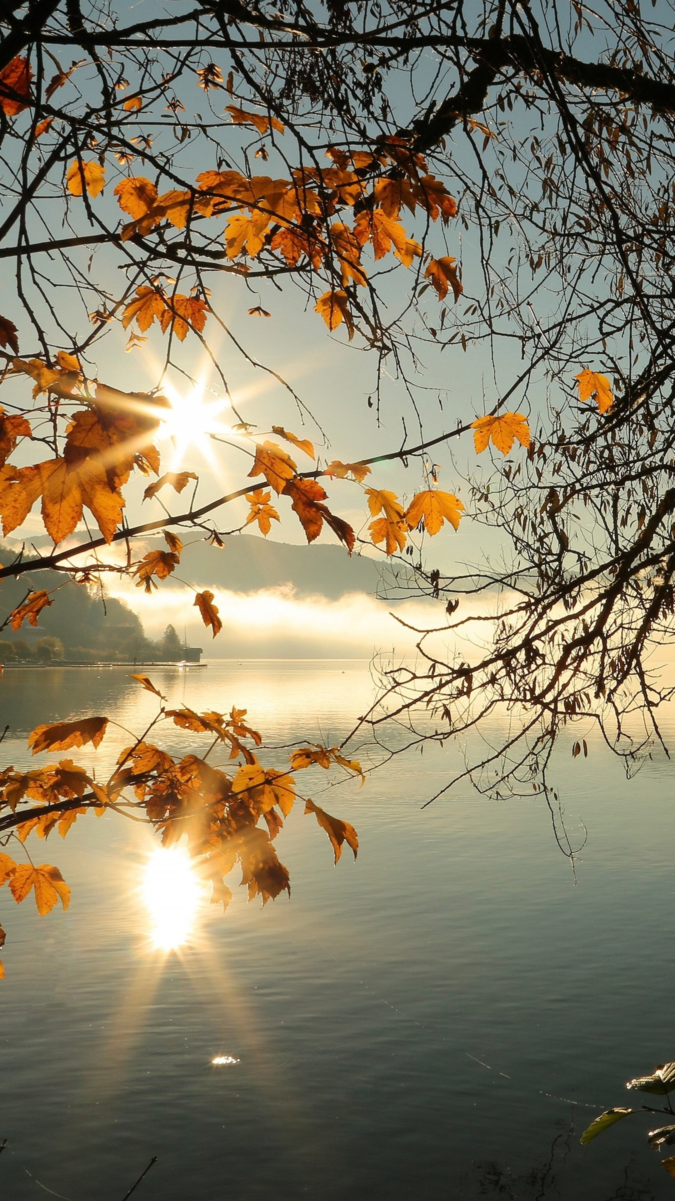 Sunbeams, Maple Tree Wallpaper, 2160x3840 4K Phone