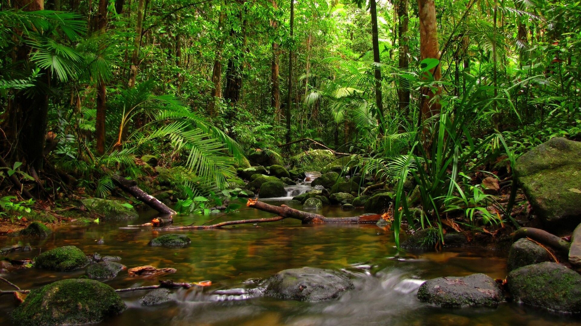 Lush foliage, Tropical paradise, Exotic wildlife, Serene waterfalls, 1920x1080 Full HD Desktop