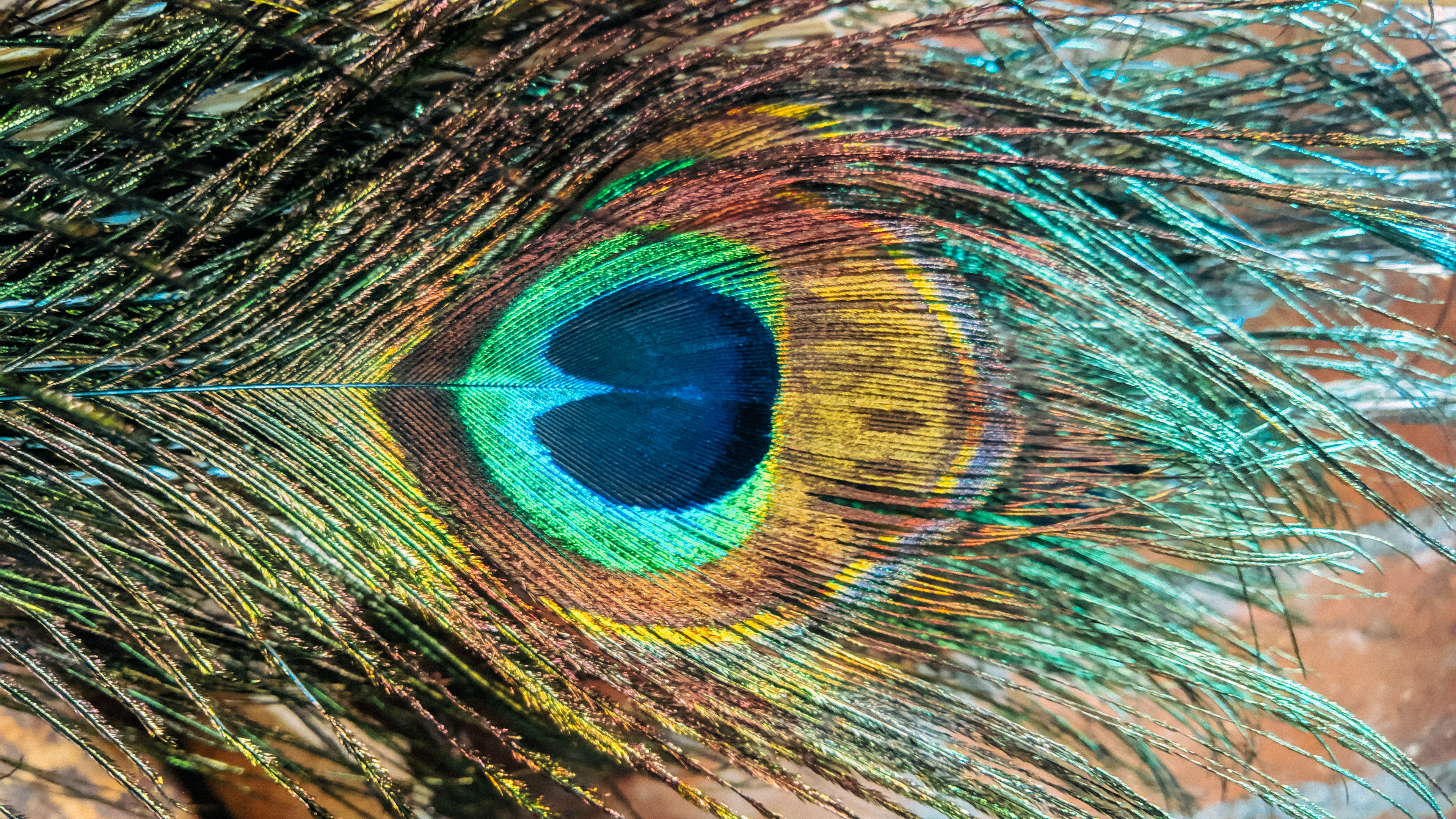 Peacock feather ocellus, Iridescent feather barbules, Green and gold plumage, 4K Desktop wallpaper